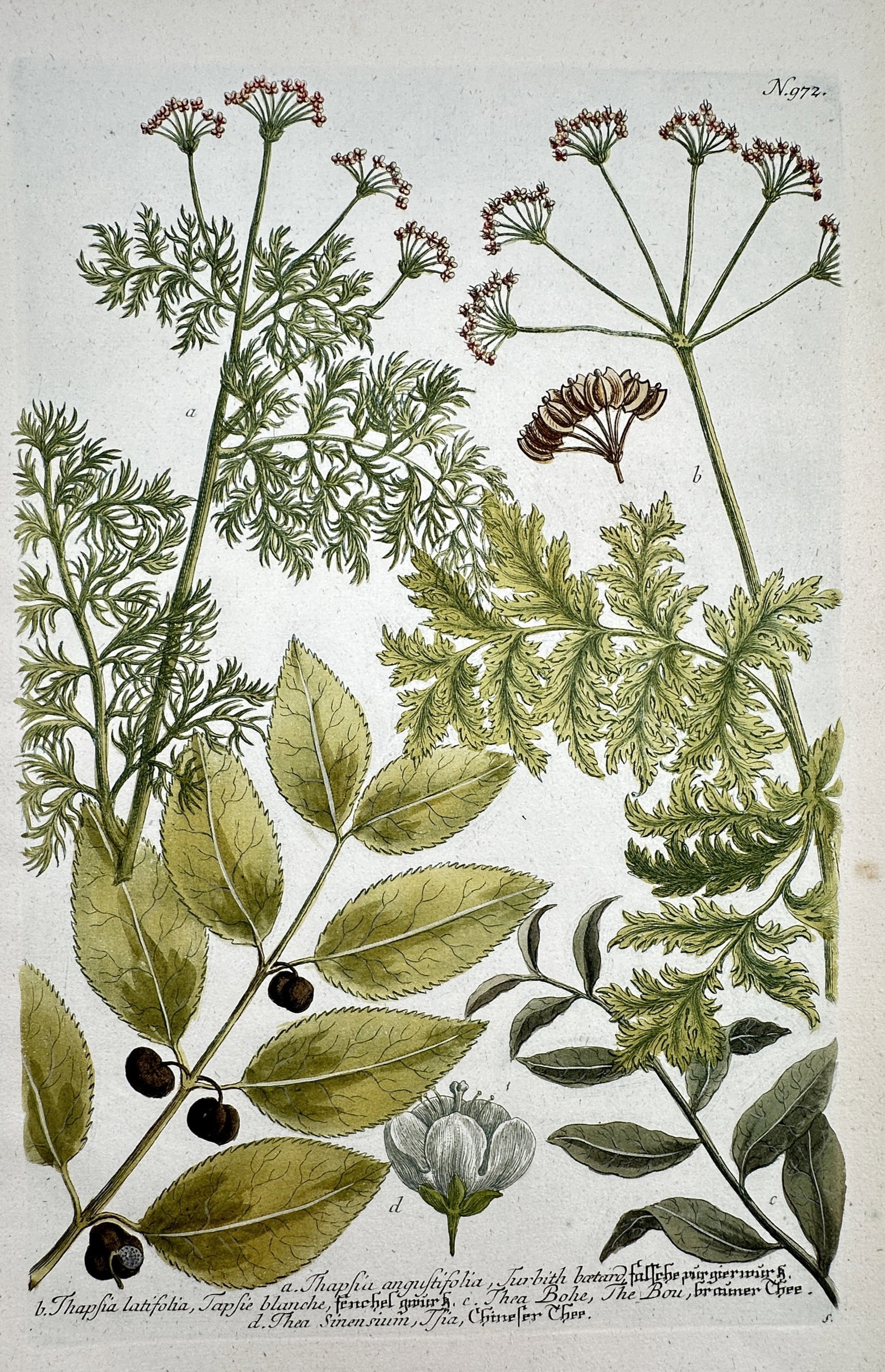 Johann Wilhelm Weinmann – View of Botanical Studies: Thapsia and Thea – Hand-coloured etching (1 of 2)