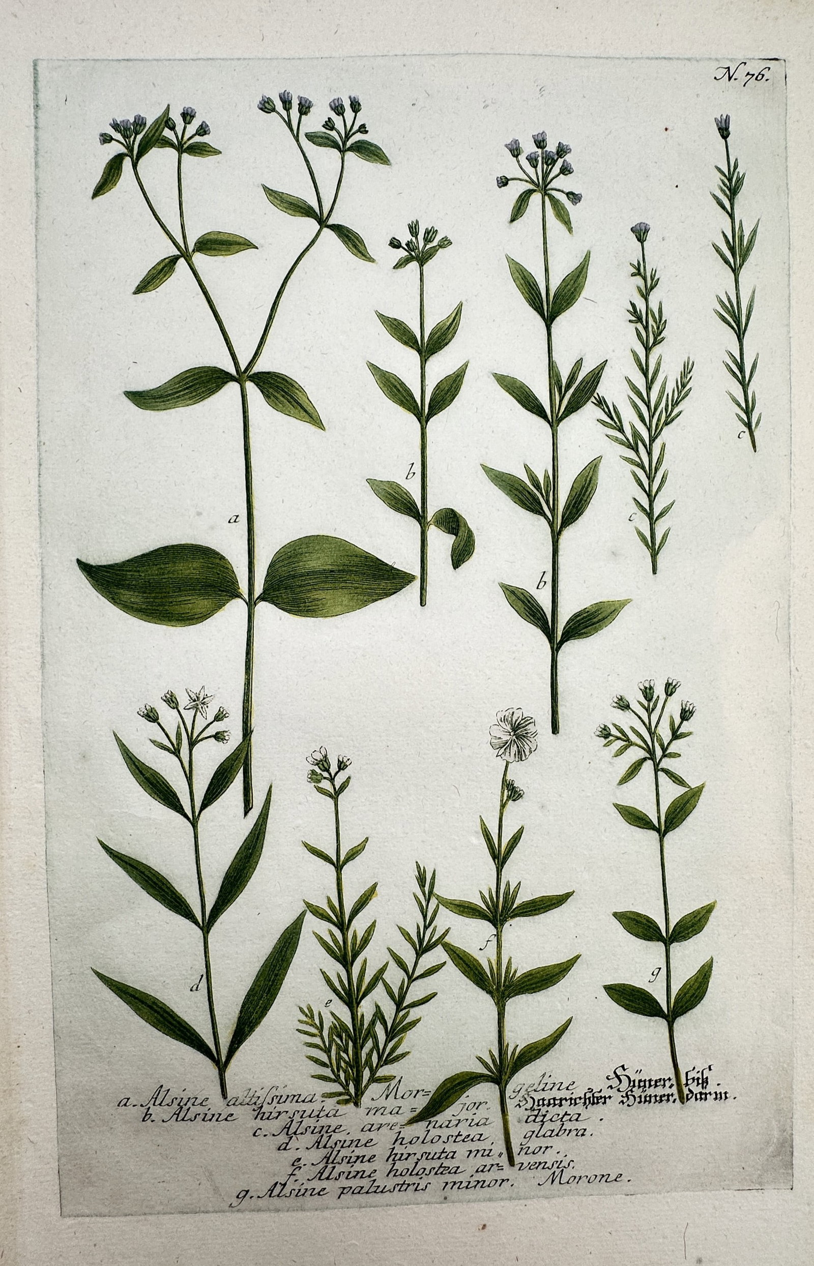 Johann Wilhelm Weinmann – View of Botanical Studies: Alsine – Hand-coloured etching (1 of 2)