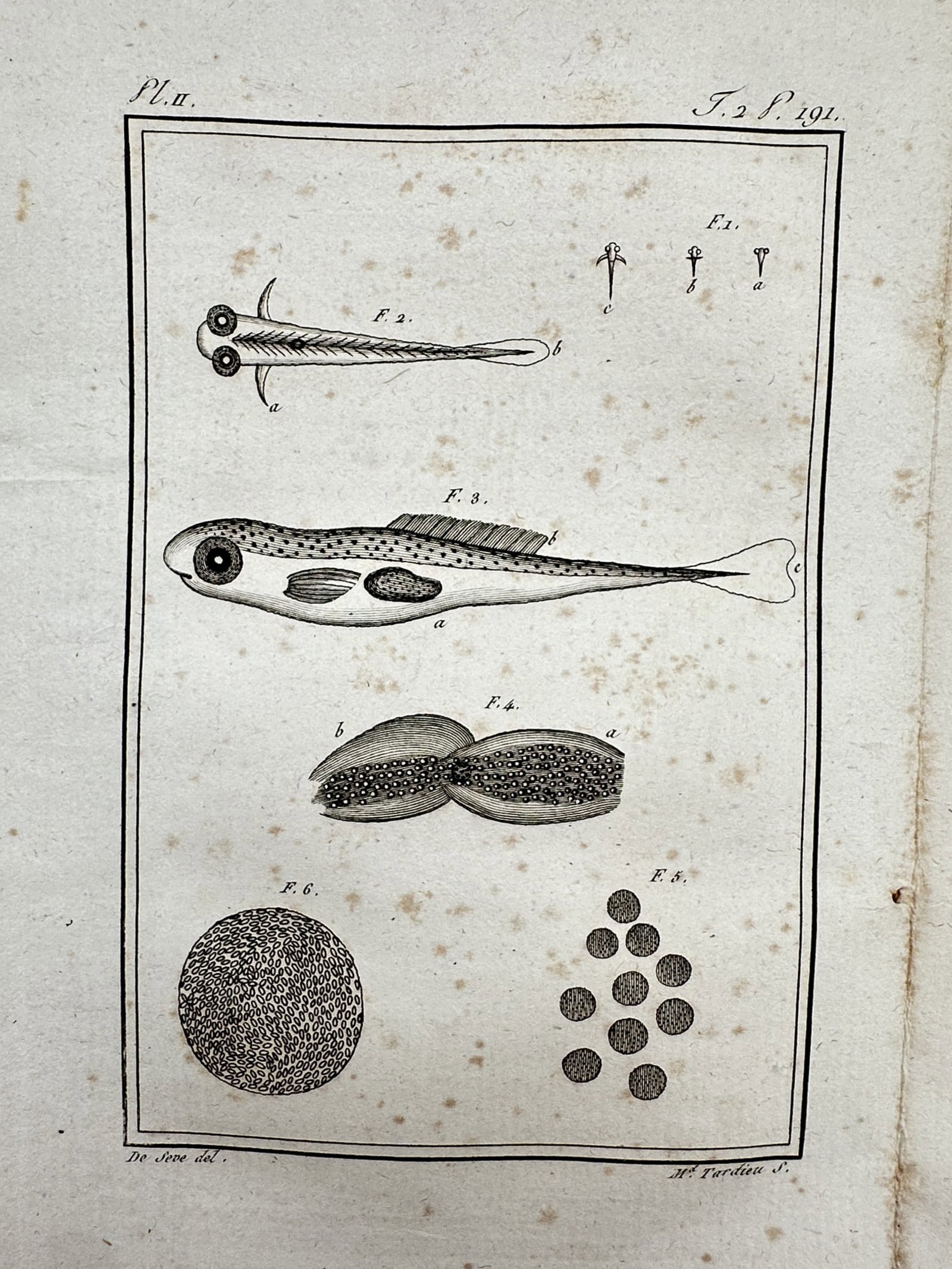 Georges-Louis Leclerc, Comte de Buffon – View of Ichthyological Development – Copper engraving: "Histoire Naturelle" This work features scientific illustrations of fish development, including various larval stages and egg clusters. The plate depicts the progression of a specimen from embryonic f
