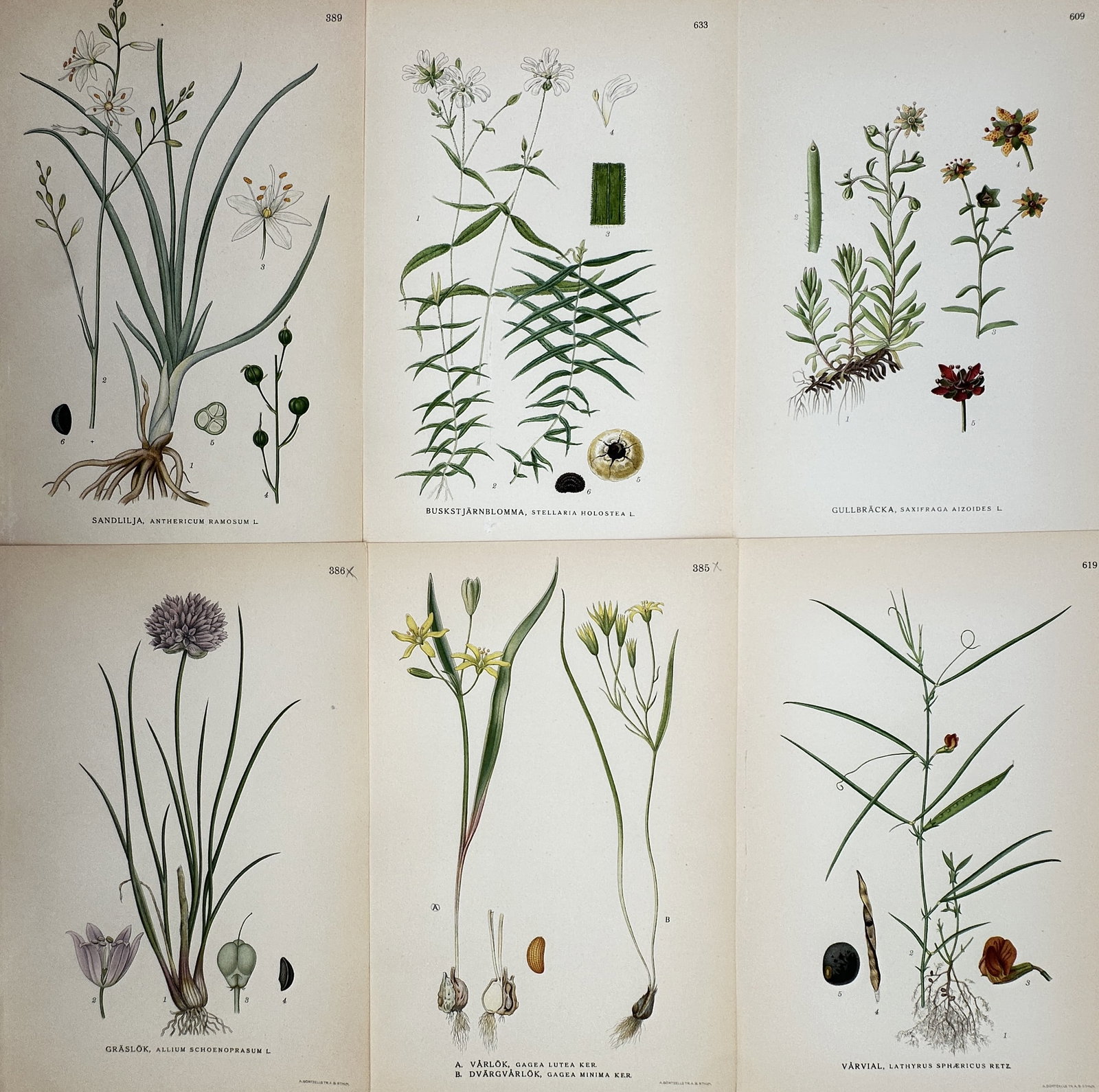 Carl Axel Magnus Lindman – Set of 6: Flowering Nordic Botanical Studies – Chromolithograph (1 of 2)