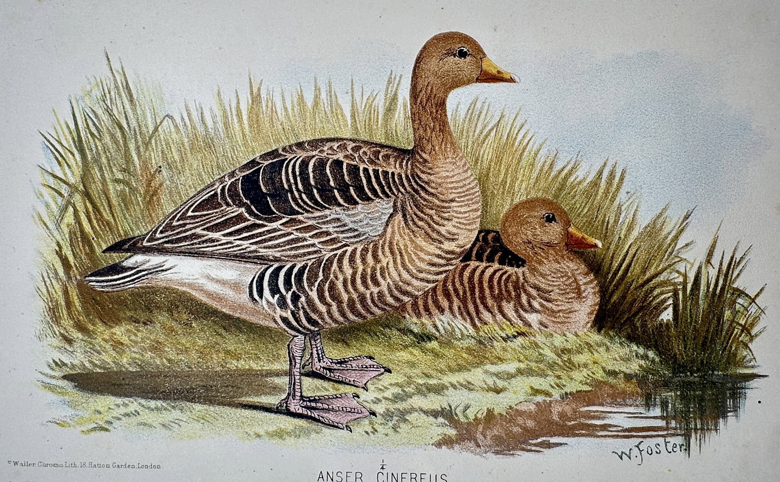 William Foster (1853–1924) – White-Winged Wood Duck – Chromolithograph (1921): "Casarca Leucoptera" This work features two White-winged Wood Ducks in a marshland setting and is from the series The Game Birds of India, Burma and Ceylon published in London. William Foster was a Br