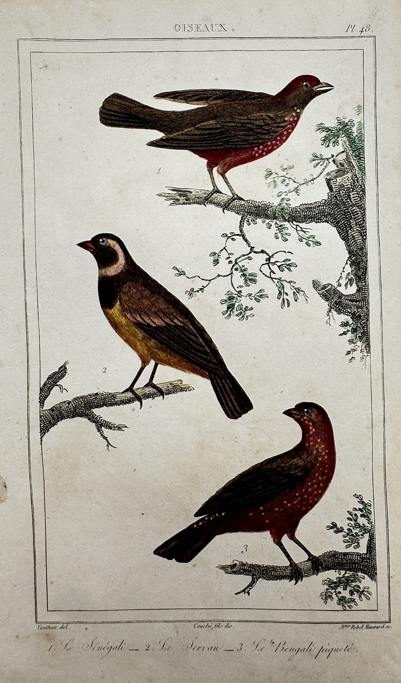 Georges-Louis Leclerc, Comte de Buffon – View of the Senegali, Serin, and Spotted Bengali (1 of 2)
