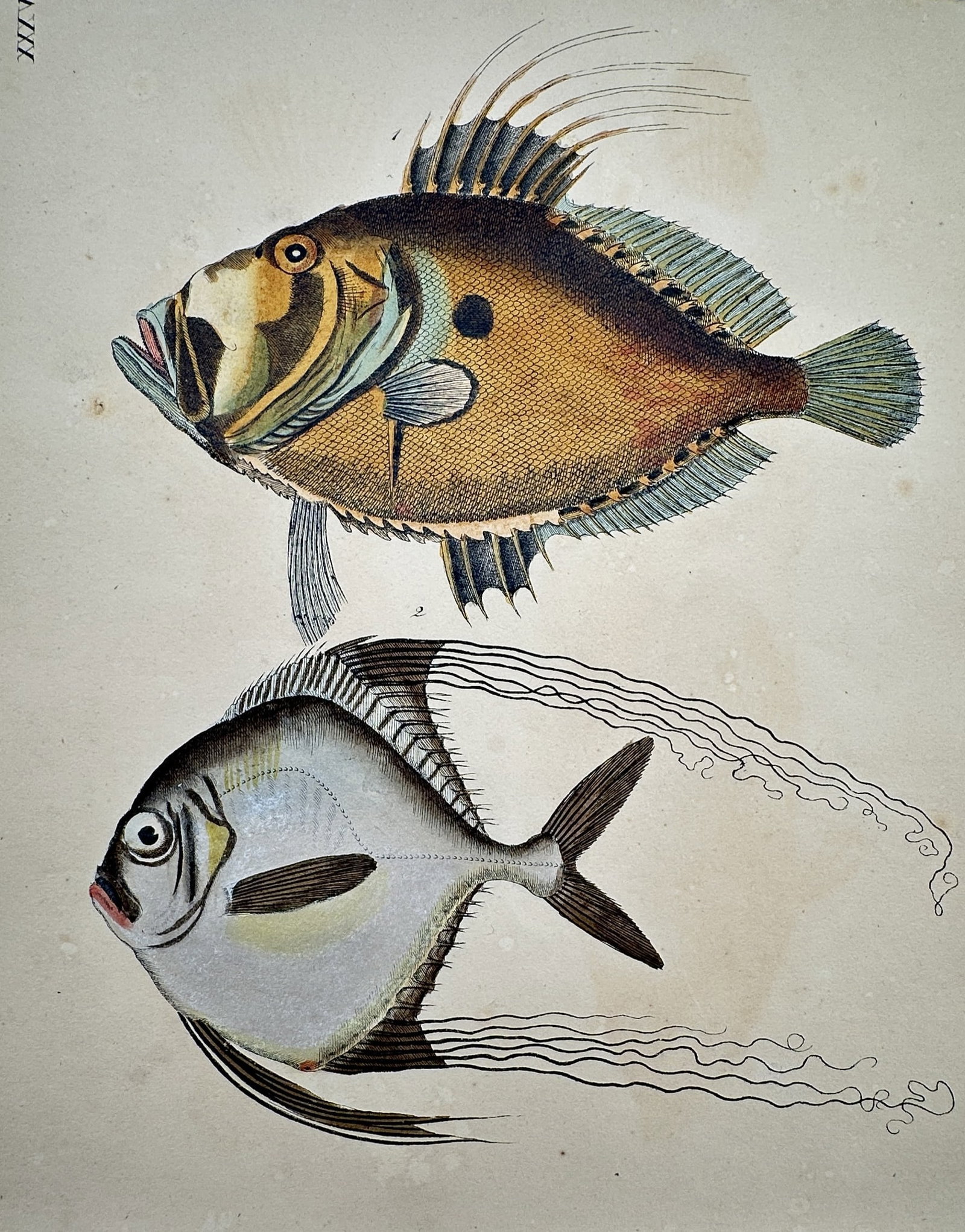 Friedrich Justin Bertuch – View of the Lookdown Fish and John Dory: "Die Haarmähre, Der Sonnenfisch" This work features two distinct marine species, the Lookdown (Selene vomer) and the John Dory (Zeus faber), rendered with vibrant hand-colouring. It is from the Bilde