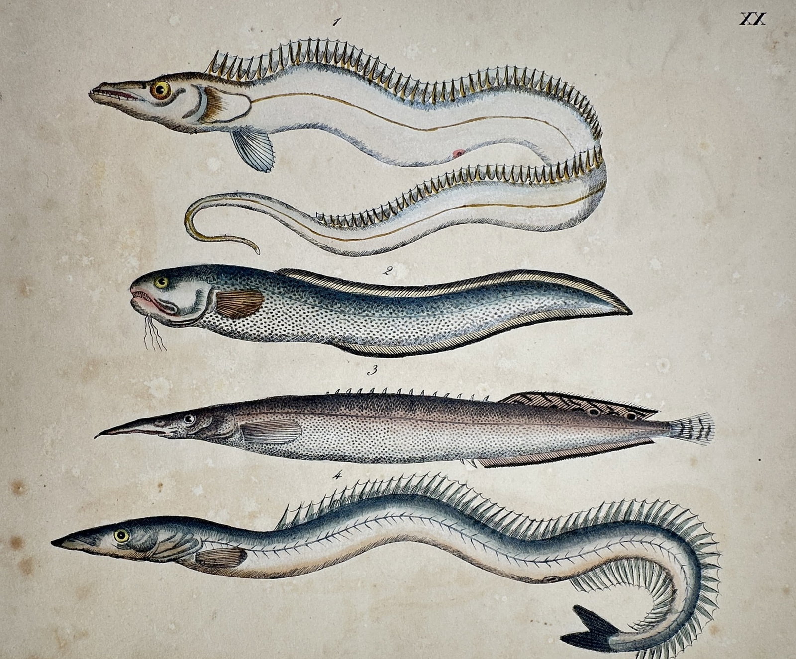 Friedrich Justin Bertuch – View of the Hairtail and various Eel species: "Der Degenfisch, Der Seekutt, Die Meernadel, Der Bandfisch" This work features four elongated marine species, including the Atlantic hairtail and various eel-like fishes, rendered with detailed hand-c