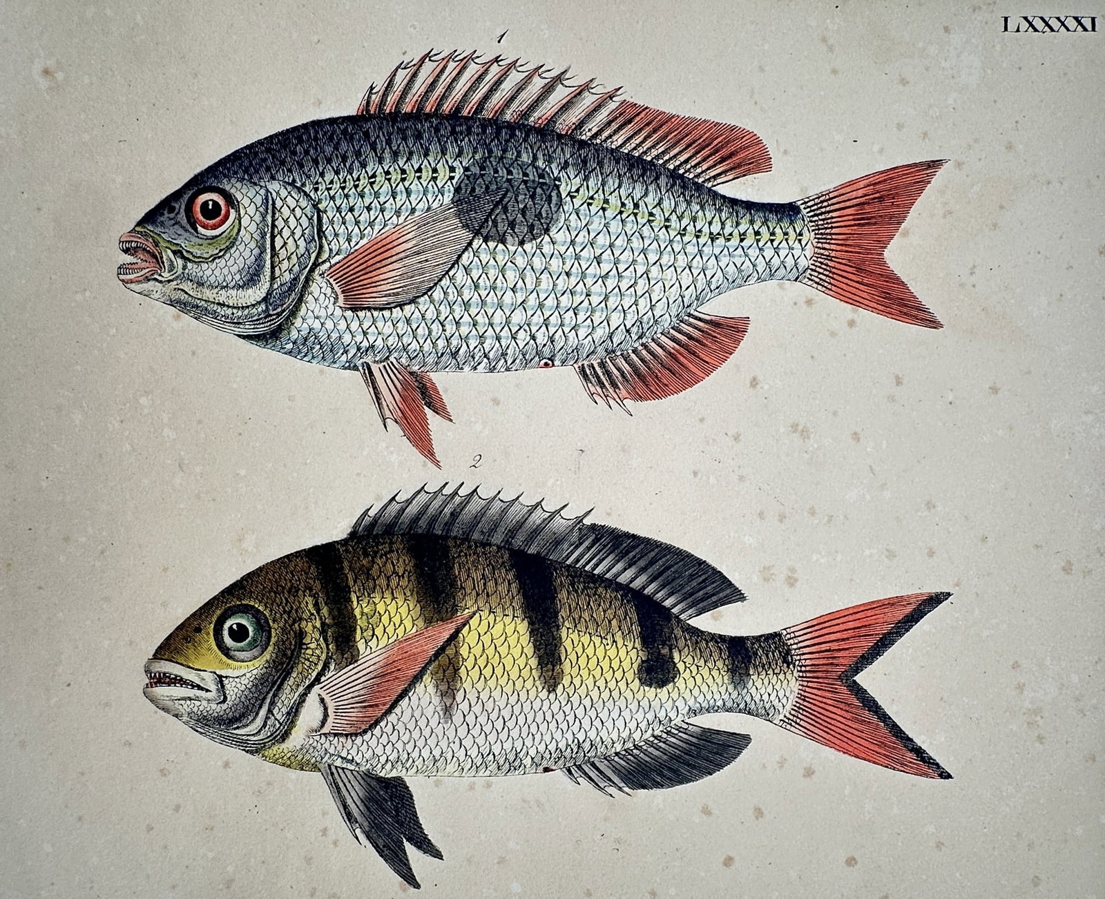 Friedrich Justin Bertuch – View of the Sea Bream and Perch-like Fish: "Der Meerbrassen, Der Schab" This work features two distinct fish species, including a species of Sea Bream (likely a Sparidae) and a barred, perch-like fish, rendered with detailed hand-colouring. It