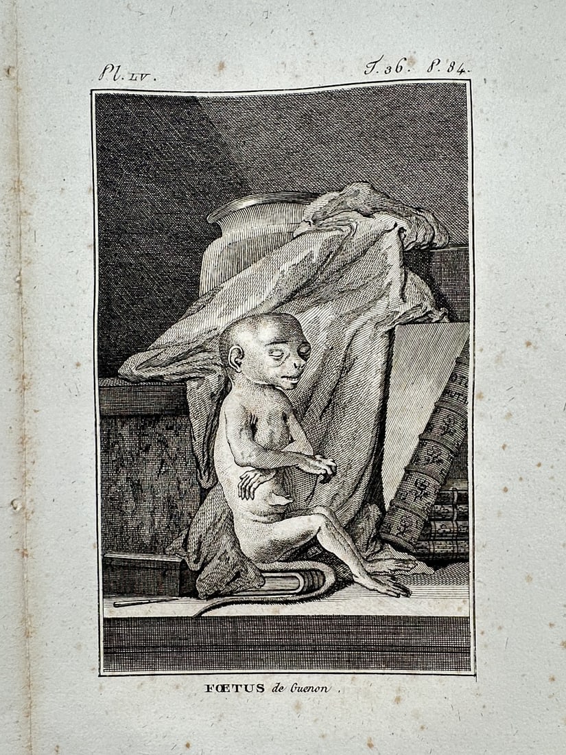 Georges-Louis Leclerc, Comte de Buffon – View of Foetus de Siamon – Copper engraving: Foetus de Siamon. This copper engraving depicts a fetal specimen of a siamang or similar primate posed against a backdrop of draped fabric and scientific books. The work is a plate from the landmark e