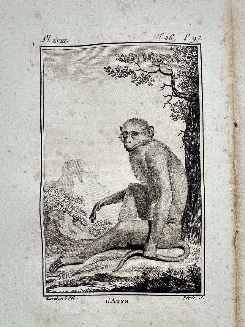 Georges-Louis Leclerc, Comte de Buffon – View of L'Atys – Copper engraving (1749–1788): L'Atys. This copper engraving depicts a primate seated in a natural landscape beside a tree. The work is a plate from the landmark encyclopedic series Histoire Naturelle, générale et particulière, 