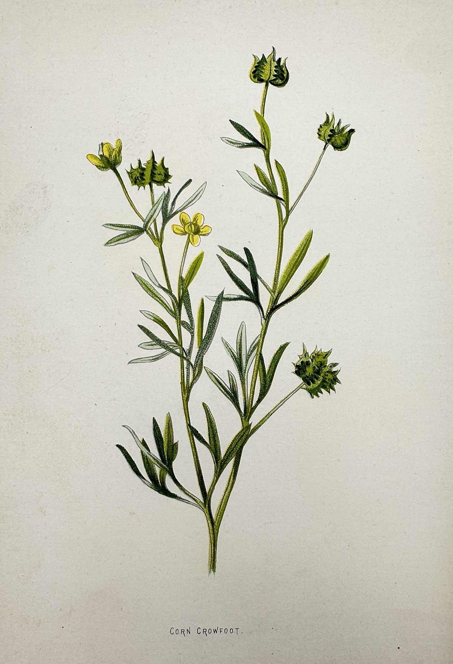 Frederick Edward Hulme (1841-1909) – View of Corn Crowfoot – Chromolithograph (1875–1900): "Corn Crowfoot". This chromolithograph presents a botanical study of the Corn Crowfoot plant, featuring its yellow blossoms and distinctive spiny seed heads. The plate is from the well-known series Fa