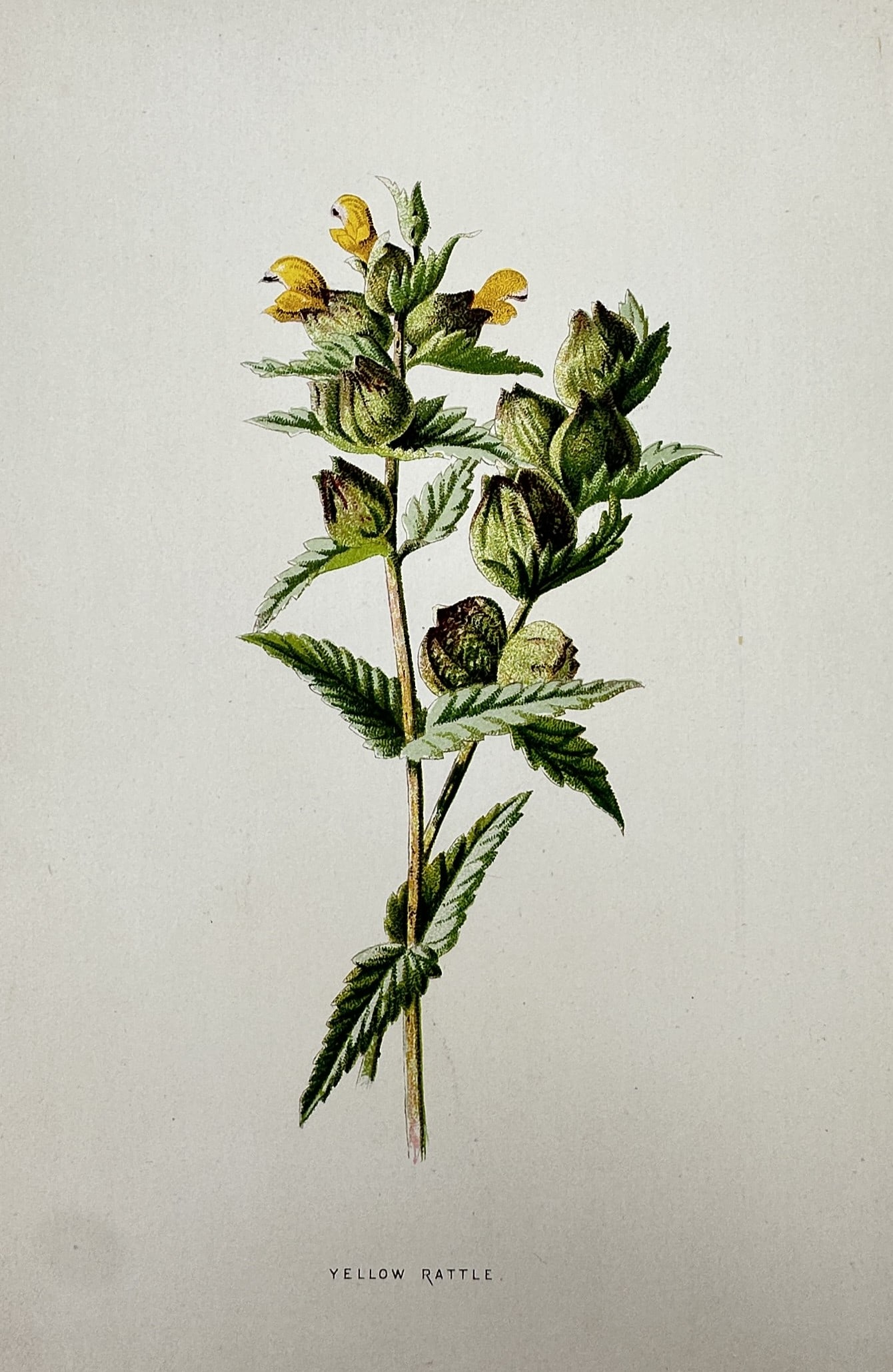 Frederick Edward Hulme (1841-1909) – View of Yellow Rattle – Chromolithograph (1875–1900): "Yellow Rattle". This chromolithograph depicts a botanical study of the Yellow Rattle plant, showcasing its yellow hooded flowers and characteristic seed pods. The plate is from the series Familiar Wi