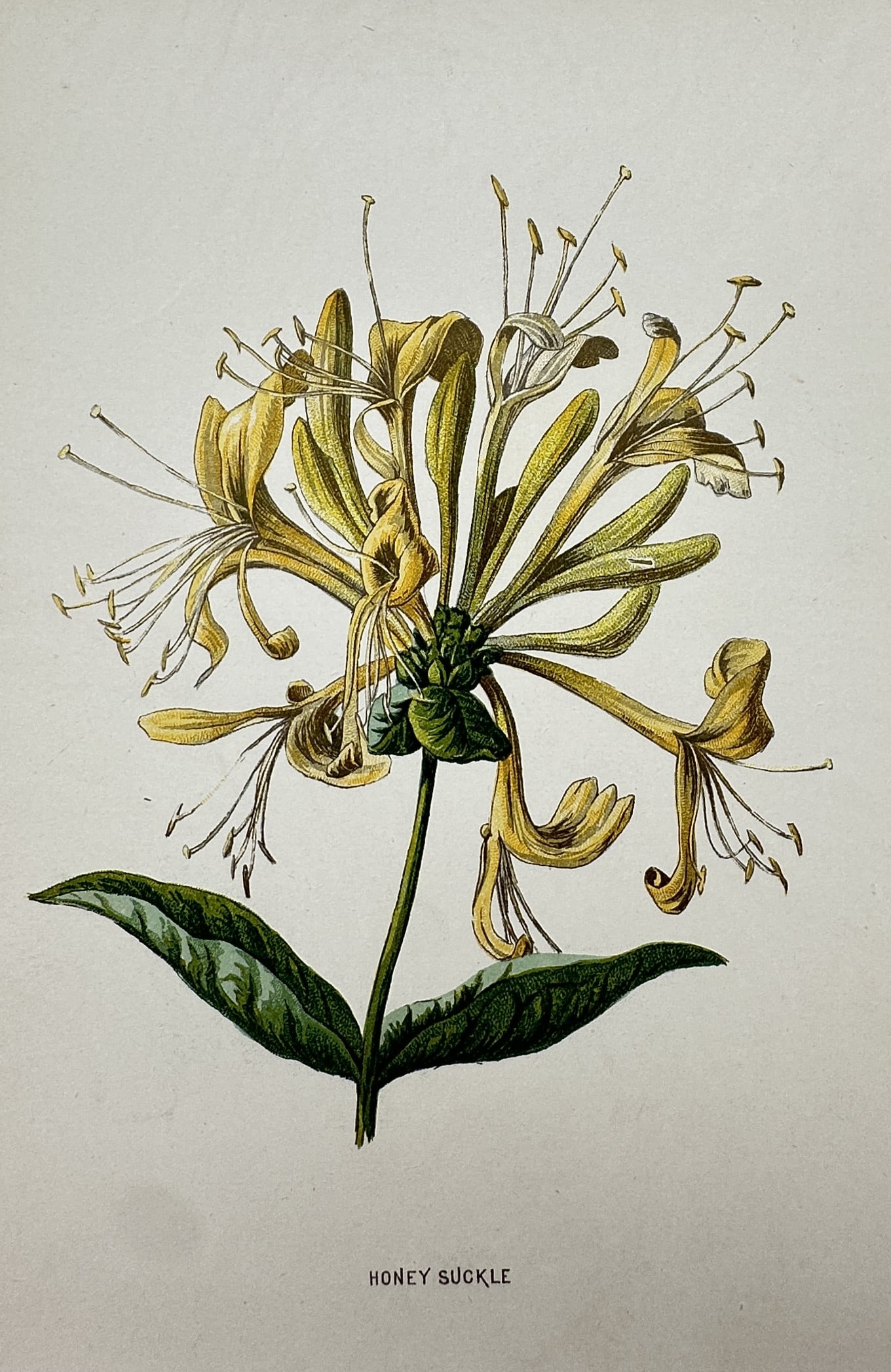 Frederick Edward Hulme (1841-1909) – View of Honeysuckle – Chromolithograph (1875–1900): Honey Suckle. This chromolithograph provides a botanical illustration of the common honeysuckle, displaying its intricate yellow and white tubular flowers and green foliage. The work is a plate from t