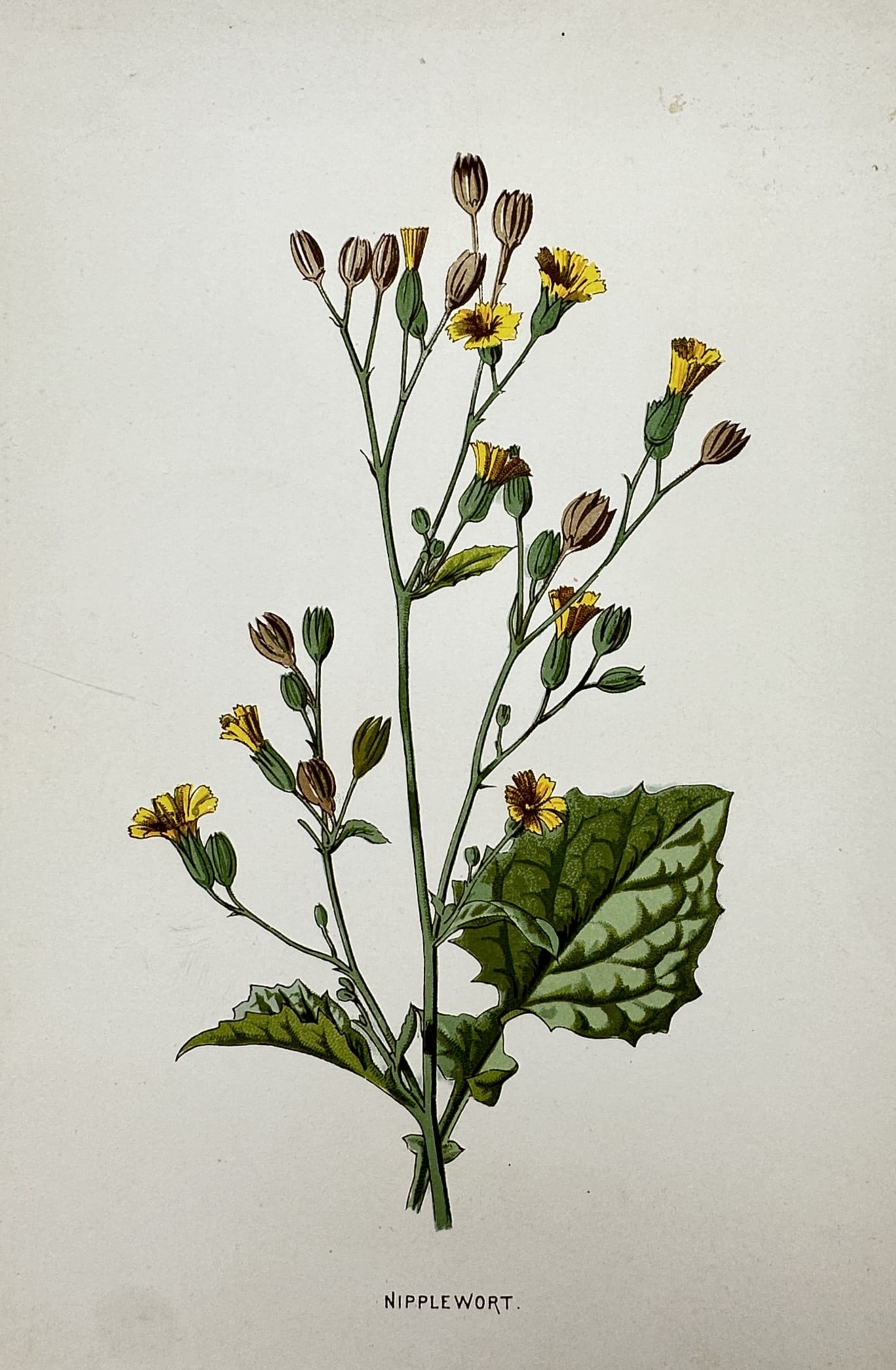 Frederick Edward Hulme (1841-1909) – View of Nipplewort – Chromolithograph (1875–1900): "Nipplewort". This chromolithograph presents a botanical study of the nipplewort plant, Lapsana communis, featuring its small yellow flower heads and characteristic jagged leaves. The plate is from th