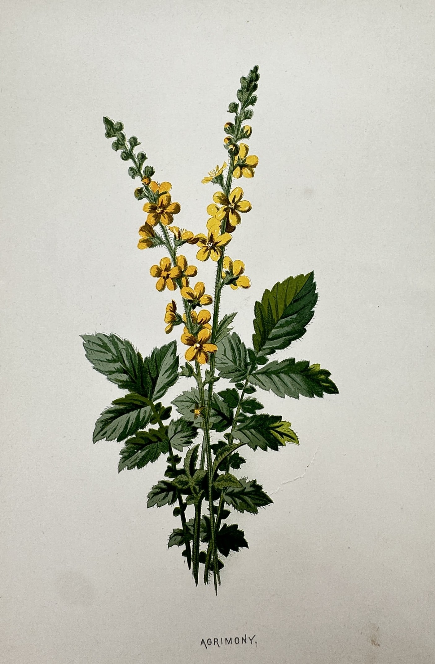 Frederick Edward Hulme (1841-1909) – View of Agrimony – Chromolithograph (1875–1900): "Agrimony". This chromolithograph presents a botanical study of the common agrimony, featuring its elongated spikes of small yellow flowers and characteristic pinnate leaves. The plate is from the mul