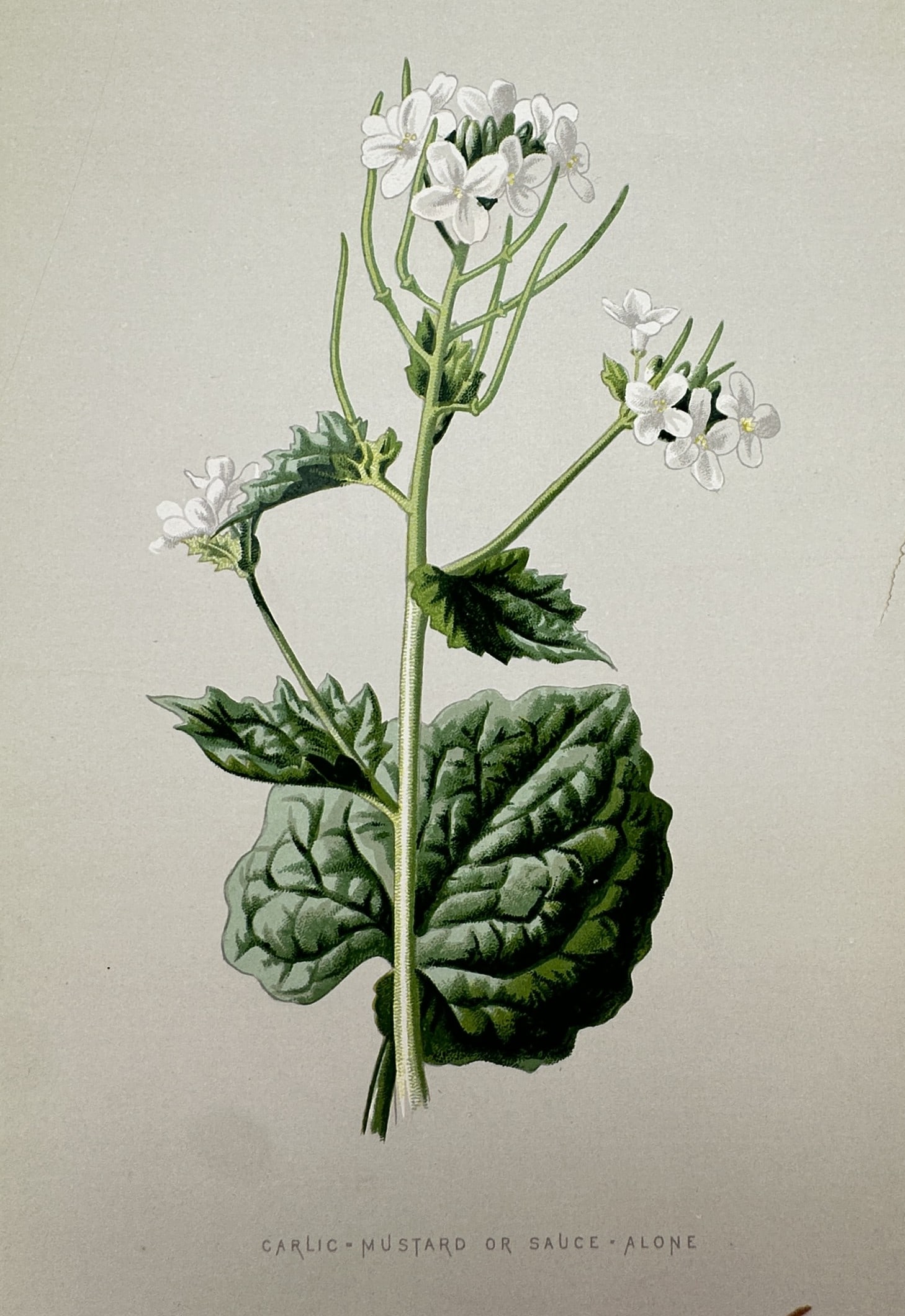 Frederick Edward Hulme (1841-1909) – View of Garlic Mustard or Sauce Alone – Chromolithograph: "Garlic-Mustard or Sauce-Alone". This chromolithograph presents a botanical study of the garlic mustard plant, featuring its small white four-petaled flowers and broad, heart-shaped green leaves. The 