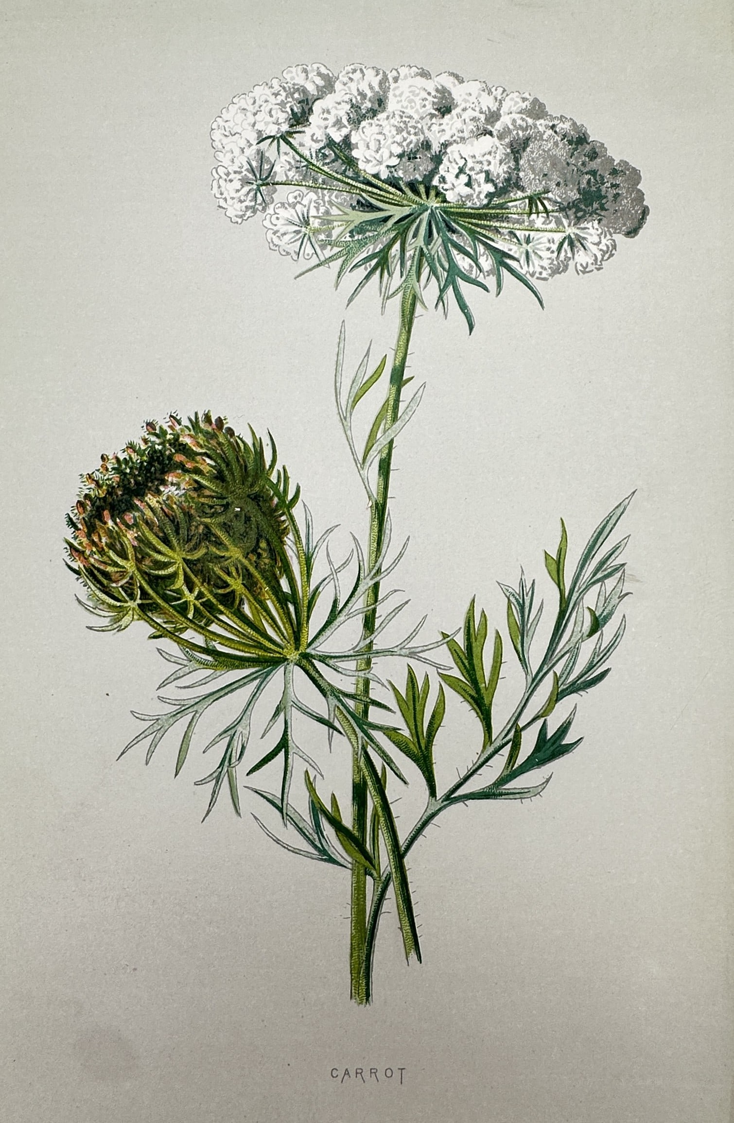 Frederick Edward Hulme (1841-1909) – View of Carrot – Chromolithograph (1875-1900): "Carrot". This chromolithograph presents a detailed botanical study of the wild carrot, Daucus carota, showcasing its white umbel flowers and feathery green foliage. The work is a plate from the serie