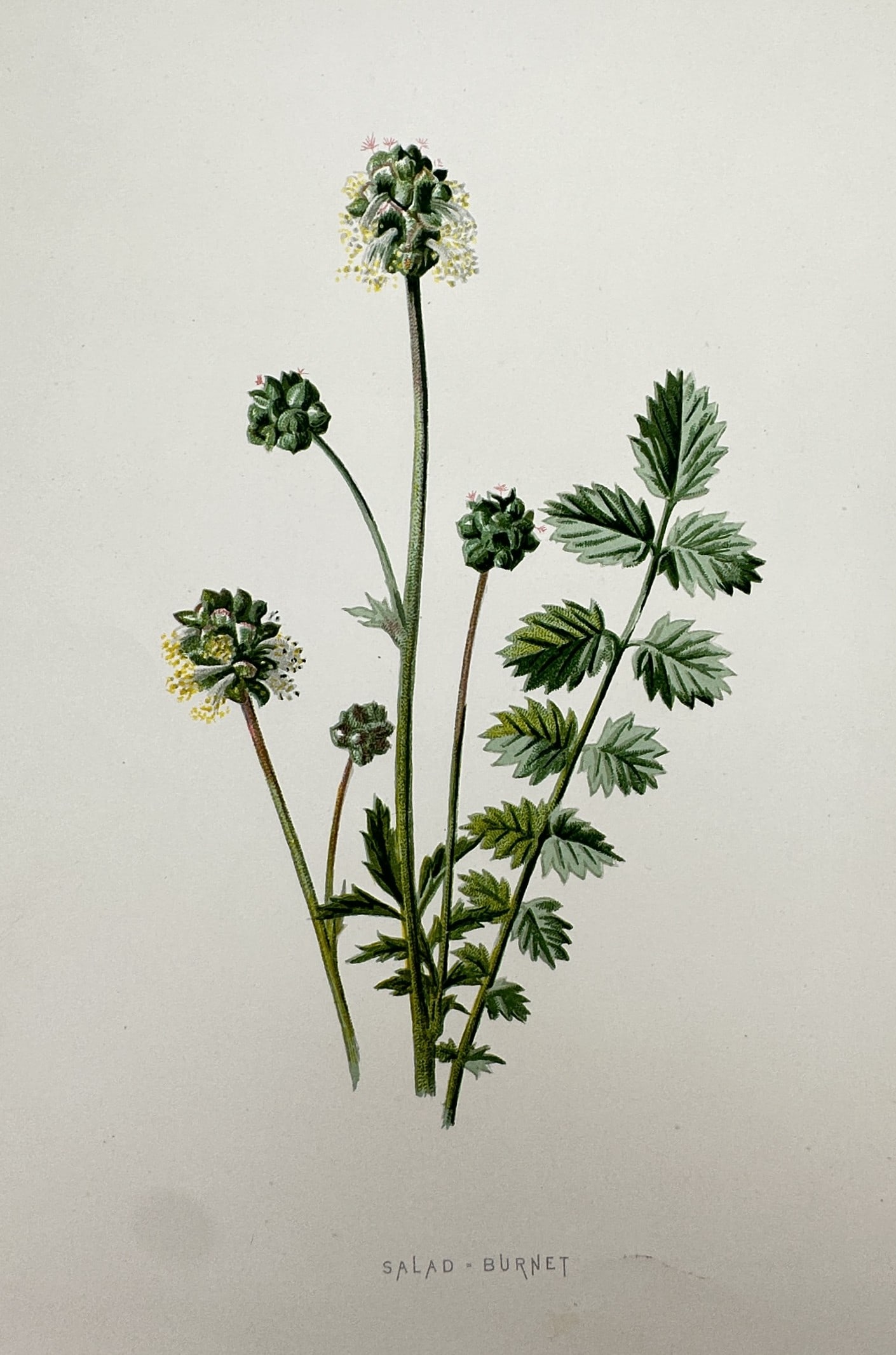Frederick Edward Hulme (1841-1909) – View of Salad Burnet – Chromolithograph (1875-1900): "Salad Burnet". This chromolithograph provides a botanical study of the salad burnet plant, featuring its rounded green flower heads with reddish-pink styles and its characteristic pinnate, serrated l