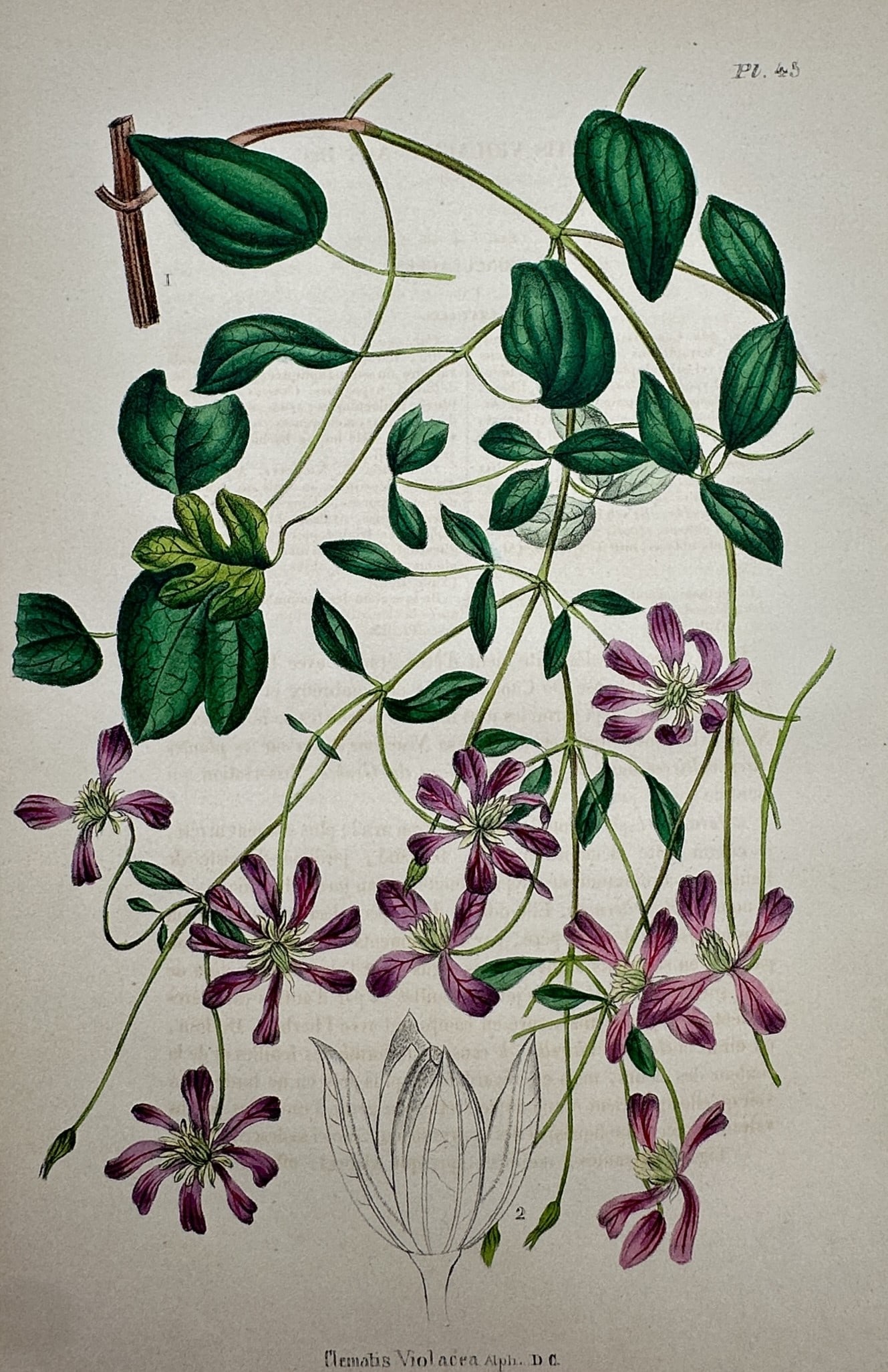 Guillaume Severeyns (1830–1912) – Portrait of Violet Clematis – Chromolithograph (1854–1860): Clematis Violacea This chromolithograph depicts a violet clematis plant featuring delicate climbing vines with dark green ovate leaves and numerous star shaped purple flowers alongside a botanical dis