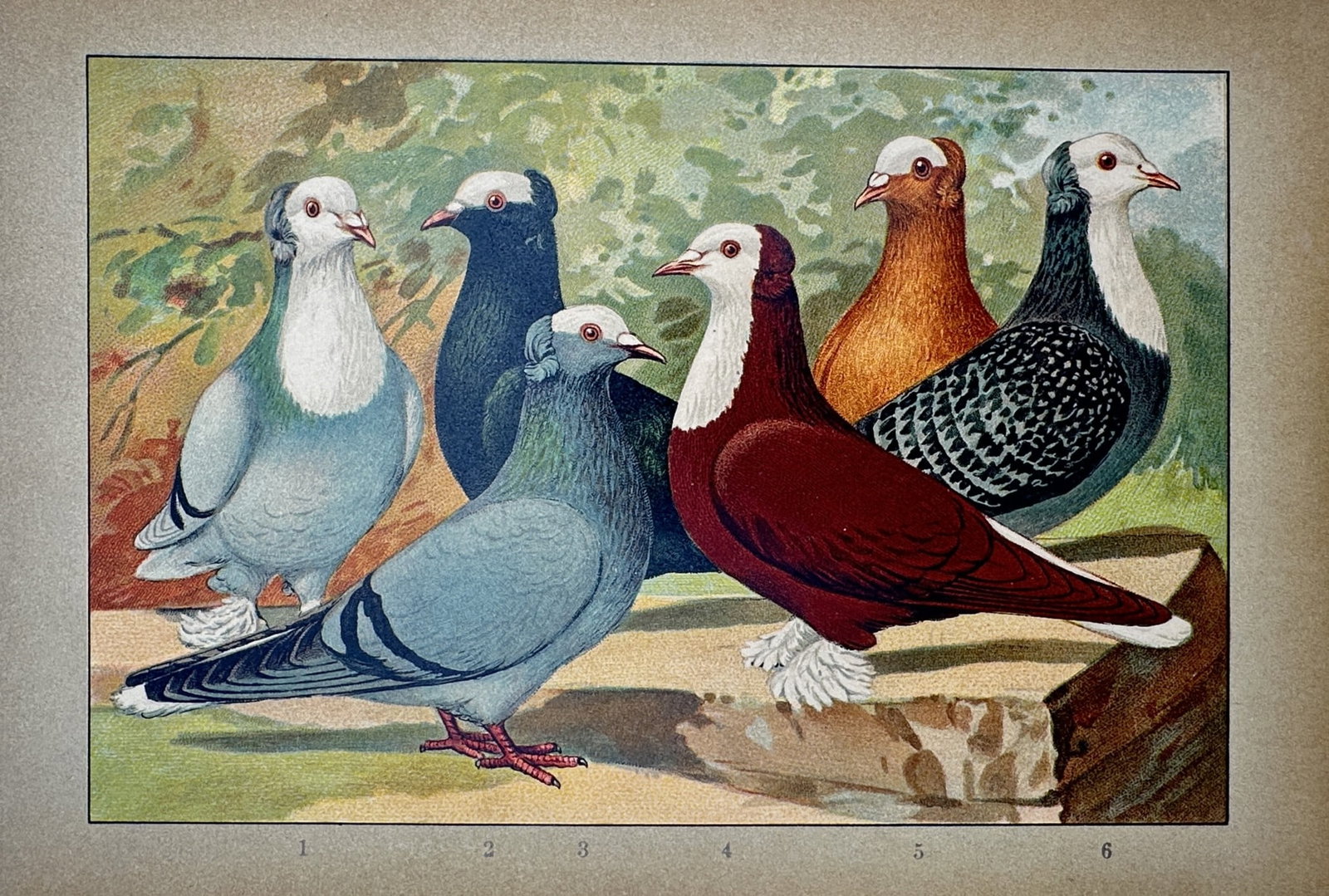 Emil Schachtzabel (1850–1941) – Studies of Six Pigeon Varieties – Chromolithograph: Illustrierter Pracht-Tauben-Standard This chromolithograph depicts six distinct fancy pigeon breeds, showcasing a variety of plumage patterns including solid burgundy, orange, and grey, as well as sev