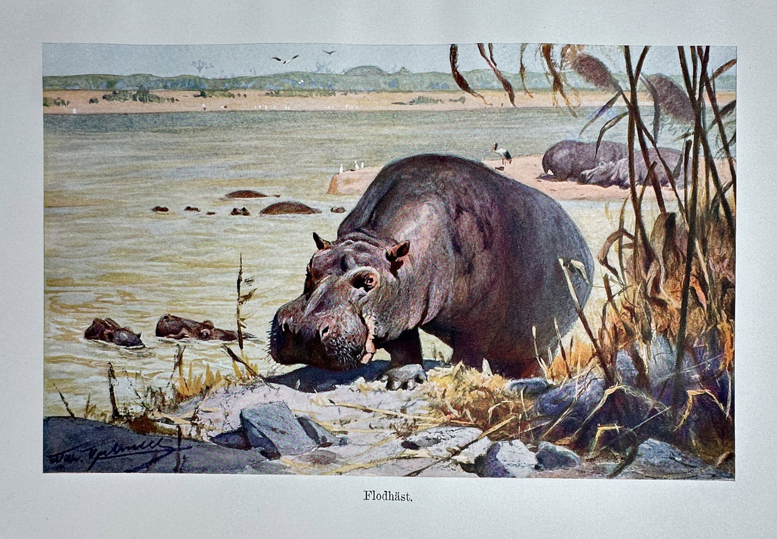 Friedrich Wilhelm Kuhnert (1865-1926) – Hippopotamus – Hand-coloured lithograph (1900): "Flodhäst" illustrates a large hippopotamus standing on a riverbank, with others partially submerged in the water and resting in the background under a clear sky. This work is a natural history illus