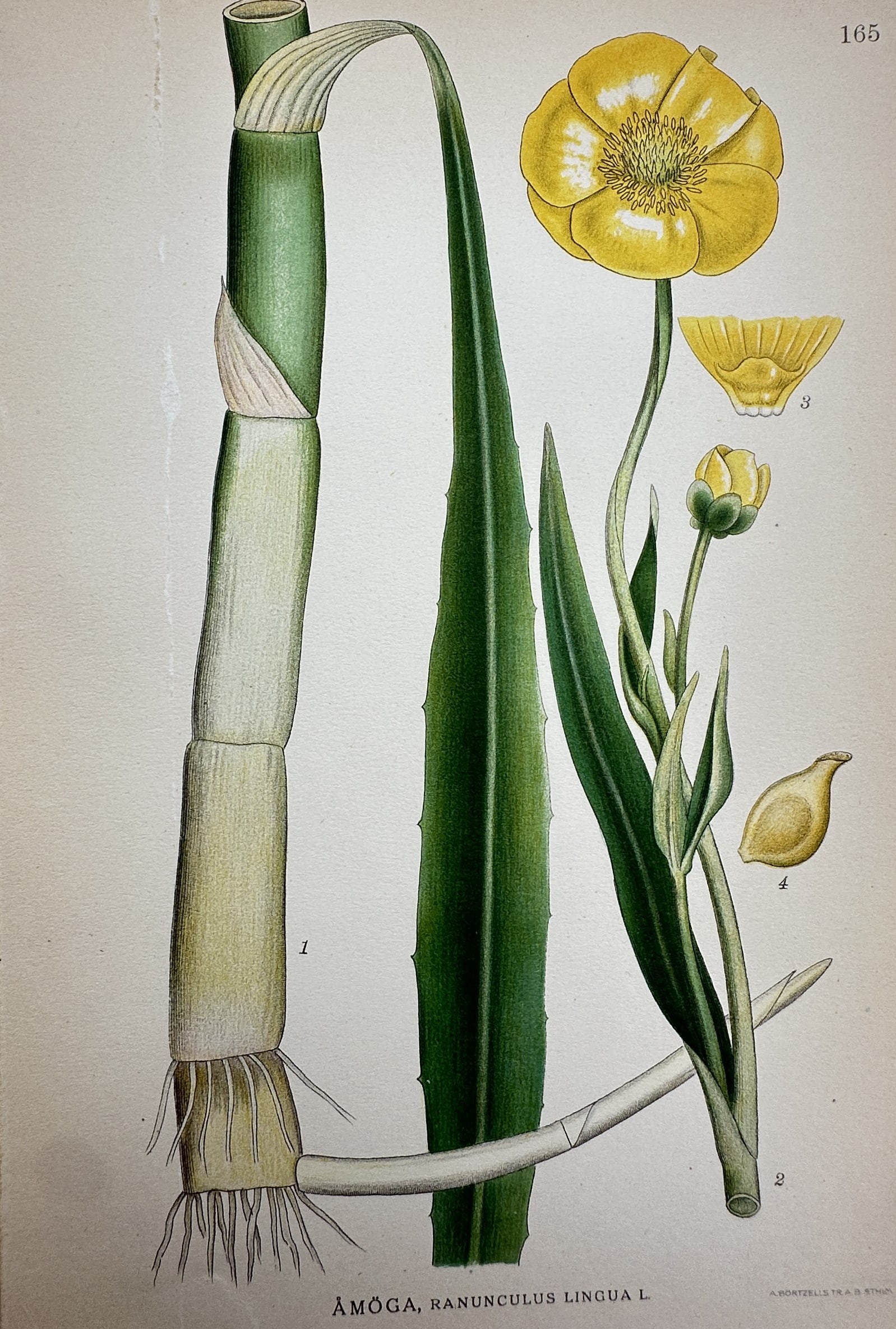 Carl Axel Magnus Lindman (1856–1928) – Greater Spearwort – Lithograph (1901–1905): "Åmöga, Ranunculus lingua L." illustrates the botanical characteristics of the greater spearwort, featuring its large yellow flower, lanceolate leaves, and thick stem with a fibrous root system. The