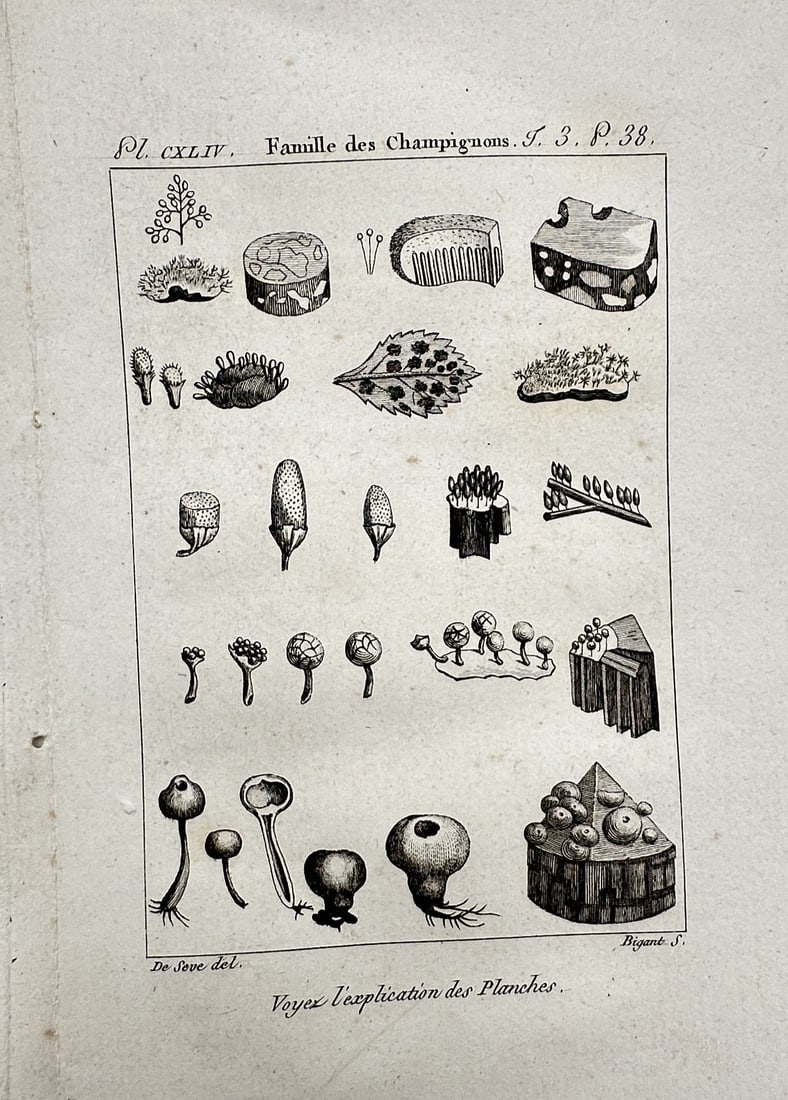 Georges-Louis Leclerc, Comte de Buffon – Mushroom Varieties – Copper engraving (c. 1770–1785): "Famille des Champignons" features a scientific arrangement of various fungal species, illustrating their diverse morphologies, including cap shapes, gill structures, and growth habits on different su