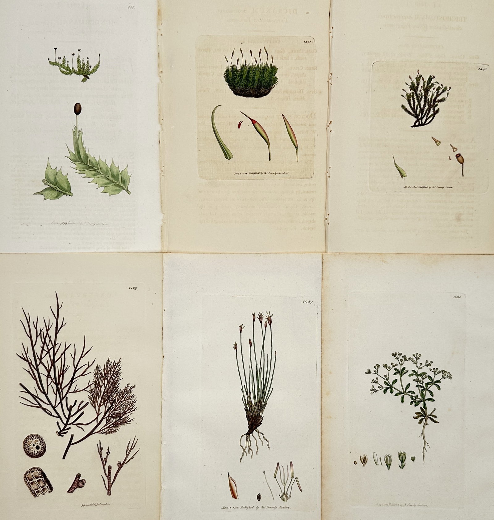 James Sowerby – Set of 6: Botanical Studies of Mosses and Plants: Various original titles. This set features botanical illustrations of various mosses, algae, and flowering plants. These hand-coloured copper engravings were produced for English Botany; or, Coloured 