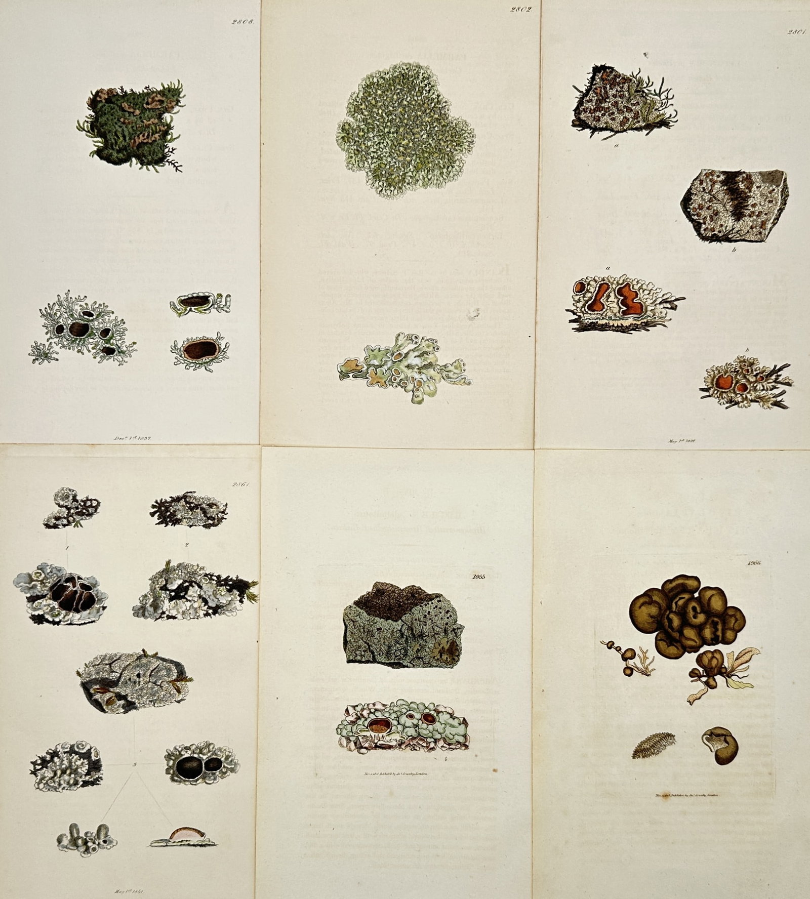 James Sowerby – Set of 6: Botanical Studies of Lichens – Hand-coloured copper engravings (1 of 2)