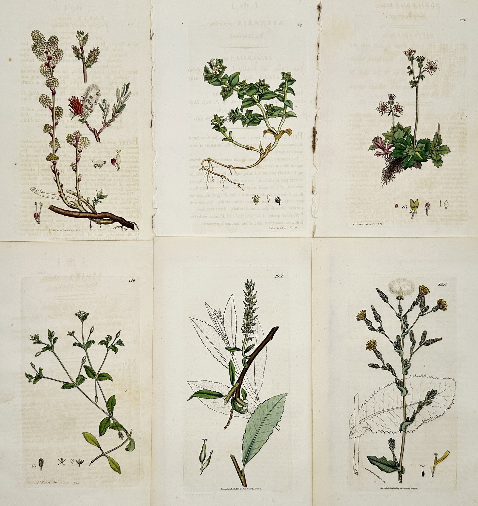 James Sowerby – Set of 6: Botanical Studies of Flowering Plants – Hand-coloured copper (1 of 2)