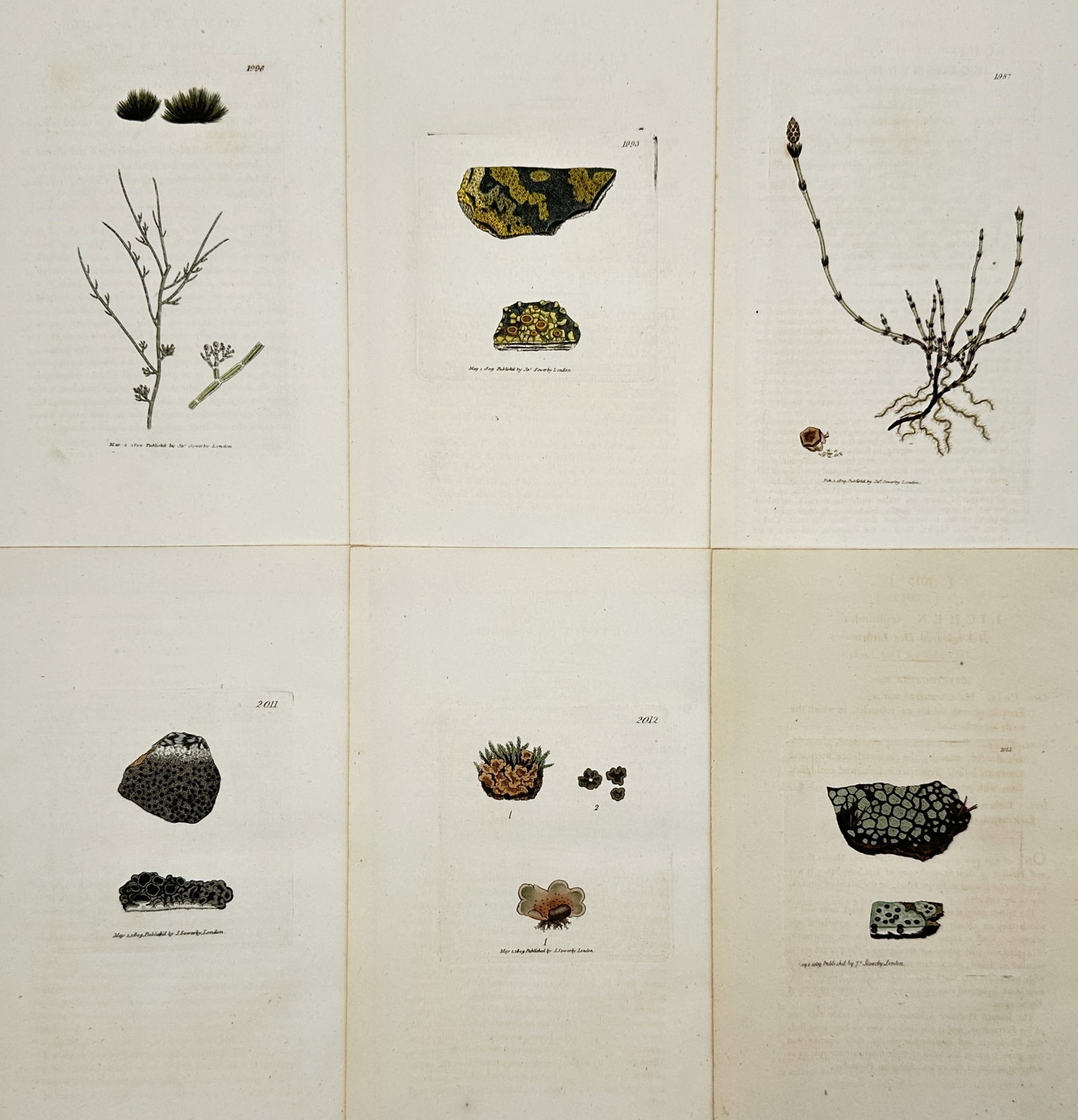 James Sowerby – Set of 6: Botanical Studies of Lichens and Mosses (1 of 2)
