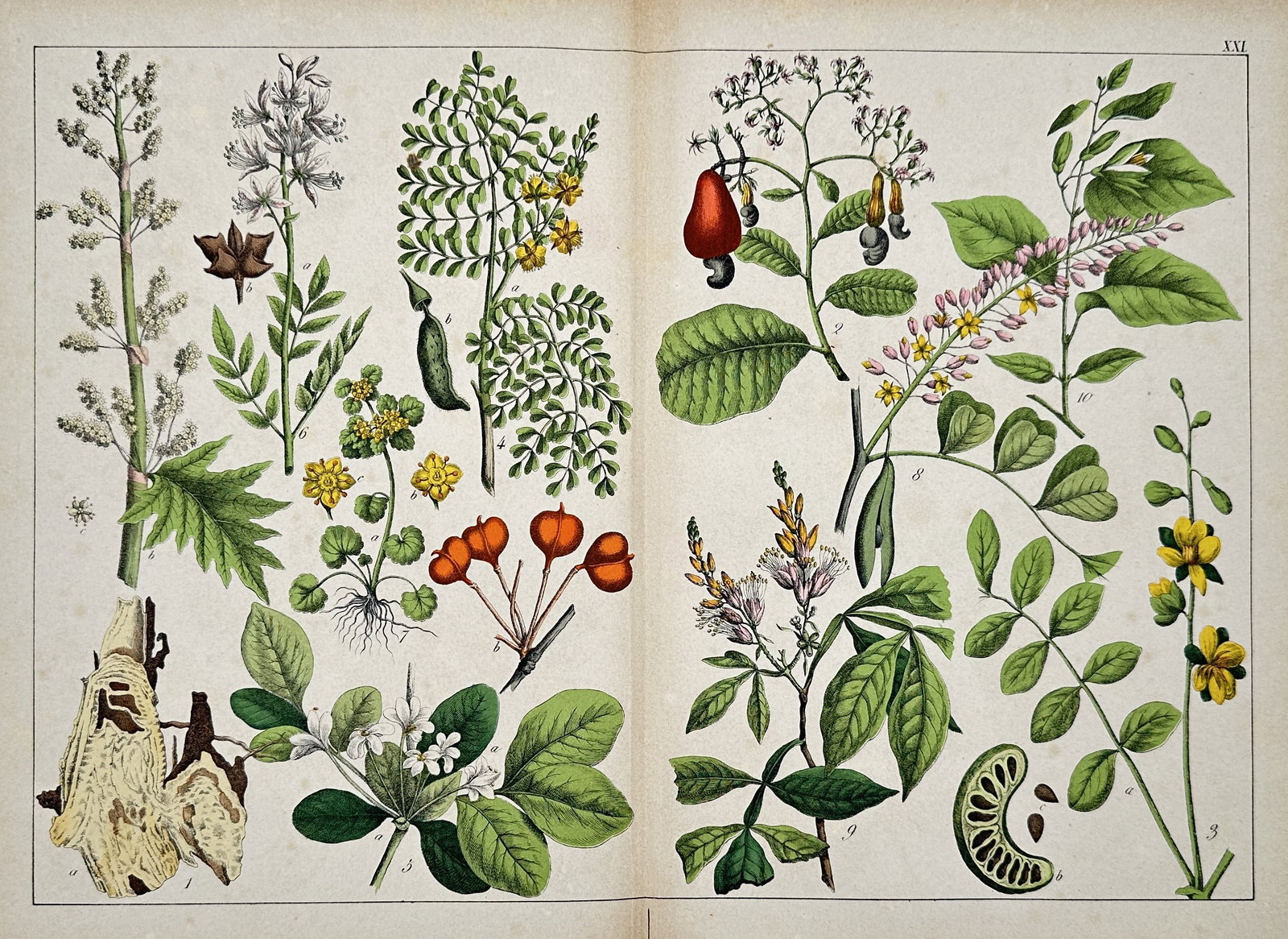 Gotthilf Heinrich von Schubert – Botanical Study of Medicinal and Exotic Plants – Lithograph: Various original titles. This work illustrates a diverse array of plants including cashew, moringa, and various flowering herbs, shown with their fruits, seeds, and root structures. This lithograph wa