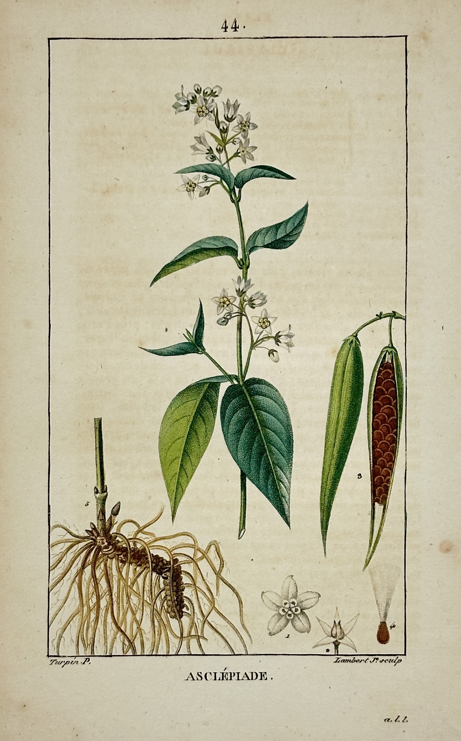 Pierre Jean François Turpin (1775-1840) – Asclepiade – Hand-coloured copper engraving: "Asclepiade" depicts the botanical anatomy of a milkweed plant, including the flowering stem, root system, seed pods, and individual floral structures. This hand-coloured copper engraving was publishe