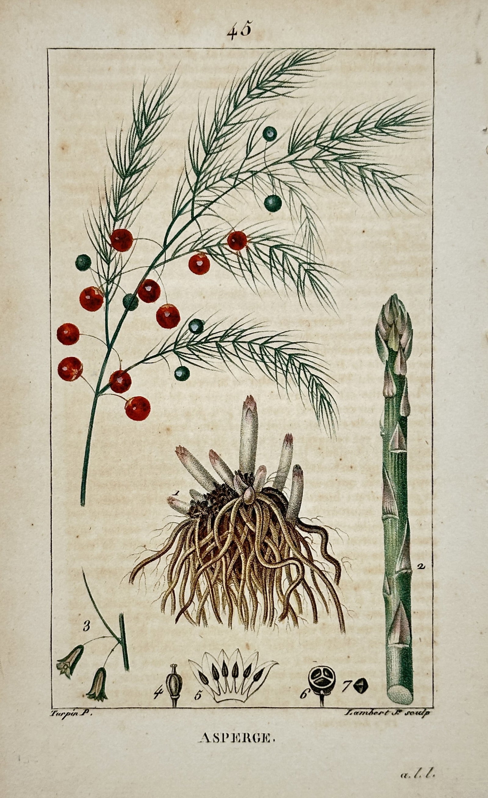 Pierre Jean François Turpin (1775-1840) – Asperge – Hand-coloured copper engraving (1814-1820): "Asperge" illustrates the botanical components of an asparagus plant, featuring the mature feathery foliage with red berries, a young edible shoot, the complex root system, and cross-sections of the f