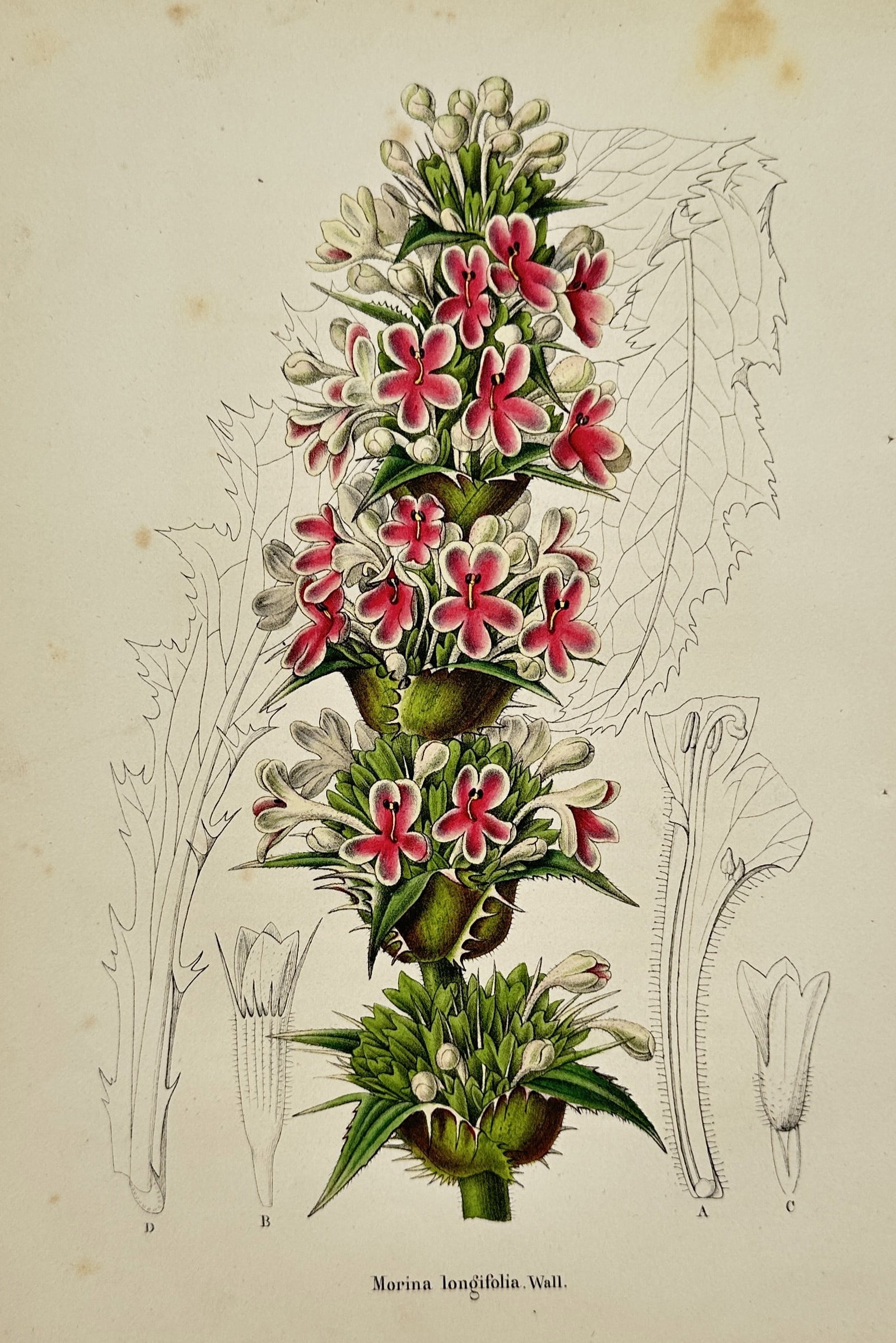 Charles François Antoine Morren – Morina longifolia, Wall. – Hand-coloured lithograph: "Morina longifolia, Wall." depicts a striking flowering spike of the Himalayan long-leaved whorlflower, showing the transitions from white to crimson in its blossoms alongside delicate botanical disse