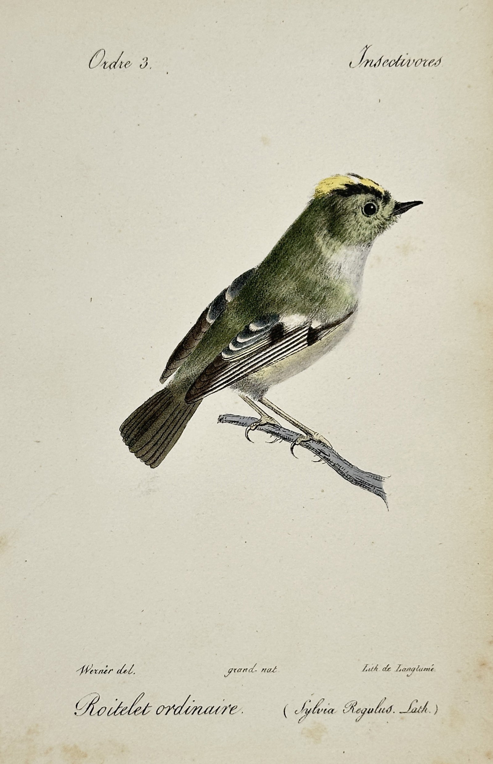 Jean-Charles Werner (1791-1849) – Roitelet ordinaire (Sylvia Regulus) – Hand-coloured lithograph: "Roitelet ordinaire. (Sylvia Regulus. Lath.)" depicts a goldcrest perched on a small branch, showcasing its distinctive yellow crown and olive-green plumage. This hand-coloured lithograph was publishe