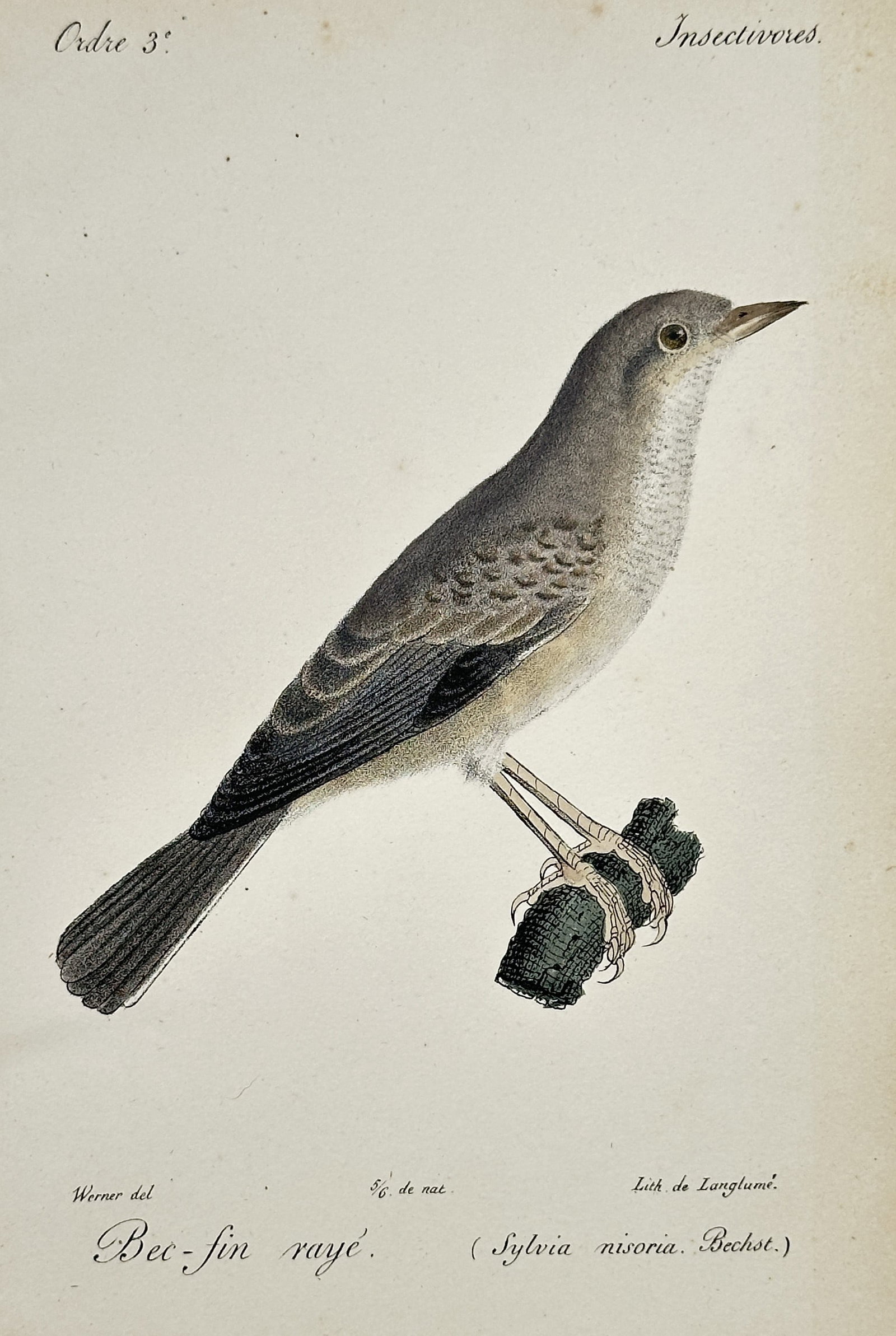 Jean-Charles Werner (1791-1849) – Bec-fin rayé (Sylvia nisoria) – Hand-coloured lithograph (1 of 2)