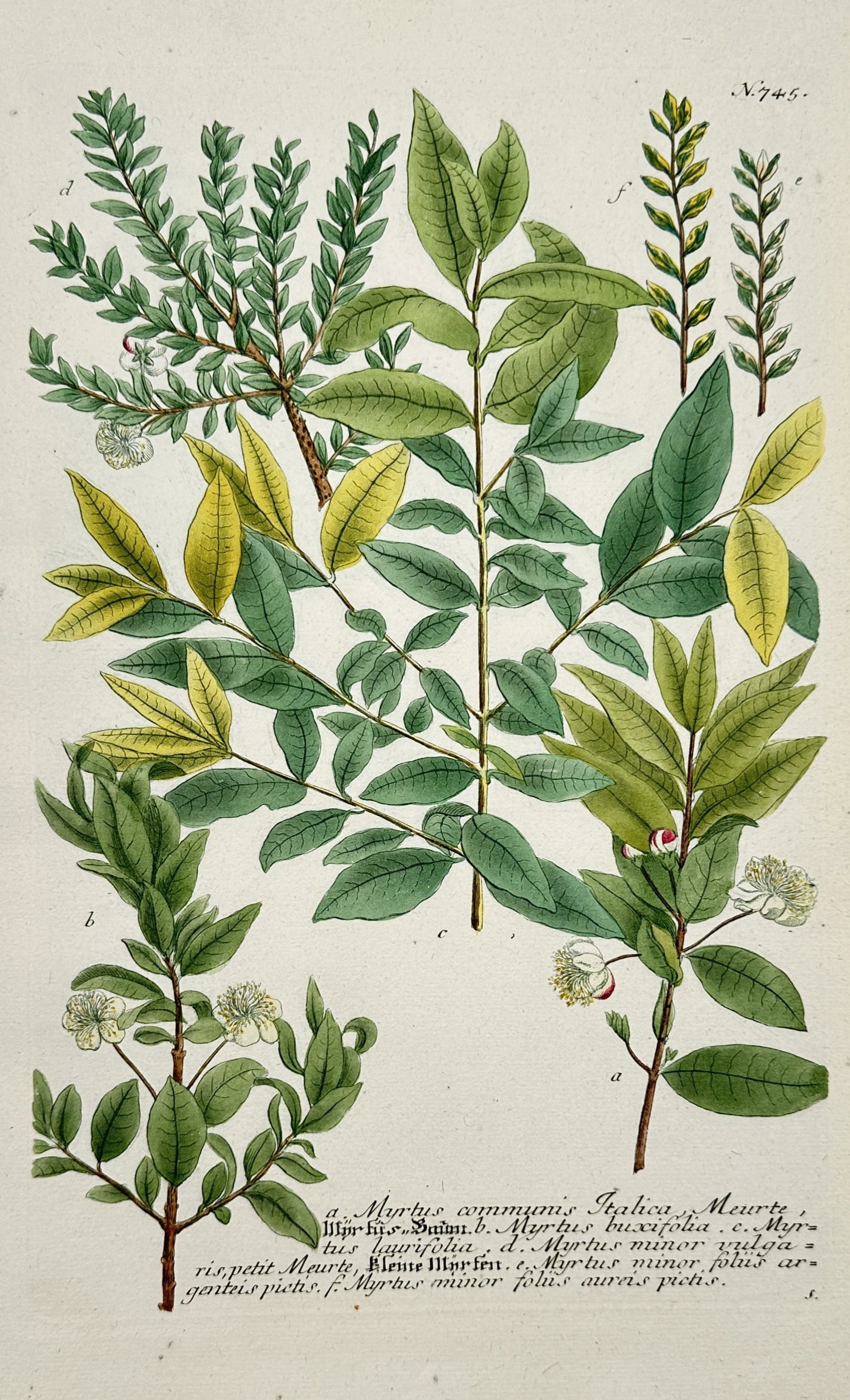 Johann Wilhelm Weinmann – Various Species of Myrtle (Myrtus) – Hand-coloured copper engraving: "a. Myrtus communis Italica... b. Myrtus buxifolia... c. Myrtus laurifolia..." illustrates several varieties of the myrtle plant, showcasing differences in leaf shape, variegation, and delicate white 