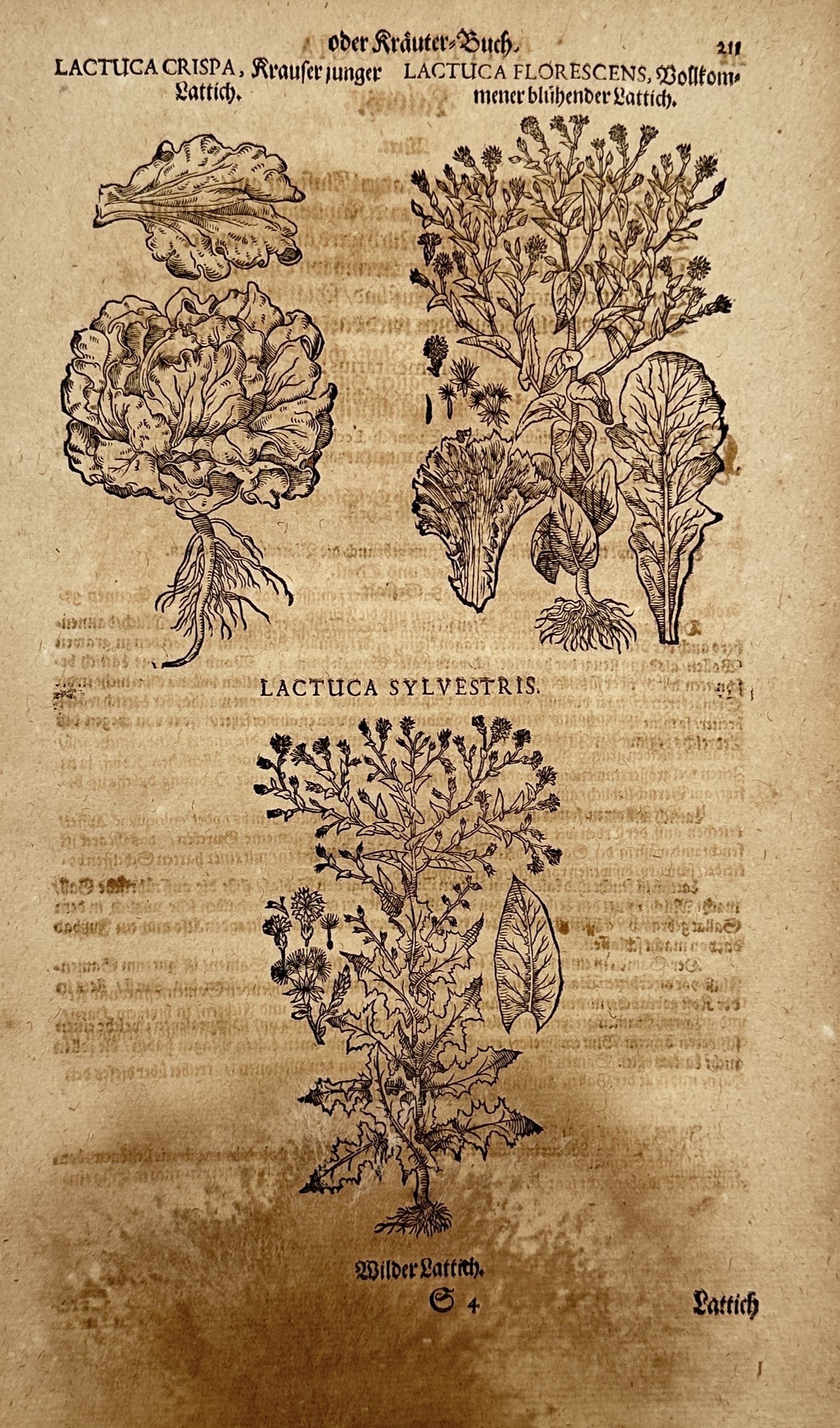 Pietro Andrea Mattioli (1501–1577) – Lactuca Crispa, Florescens, and Sylvestris – Woodcut (1 of 2)