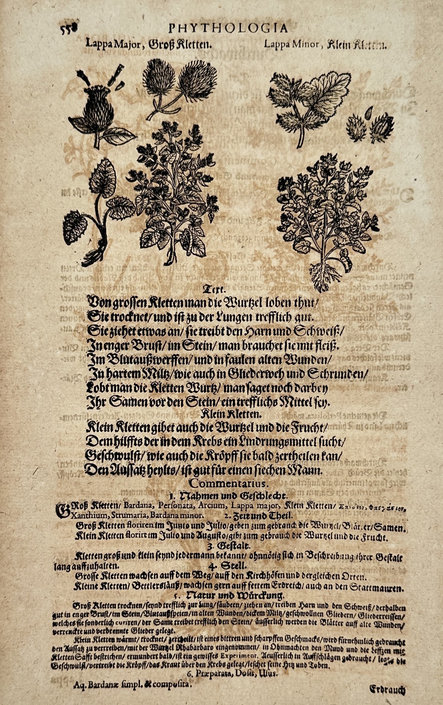 Pietro Andrea Mattioli (1501–1577) – Lappa Major and Lappa Minor (Burdock) – Woodcut (1 of 2)