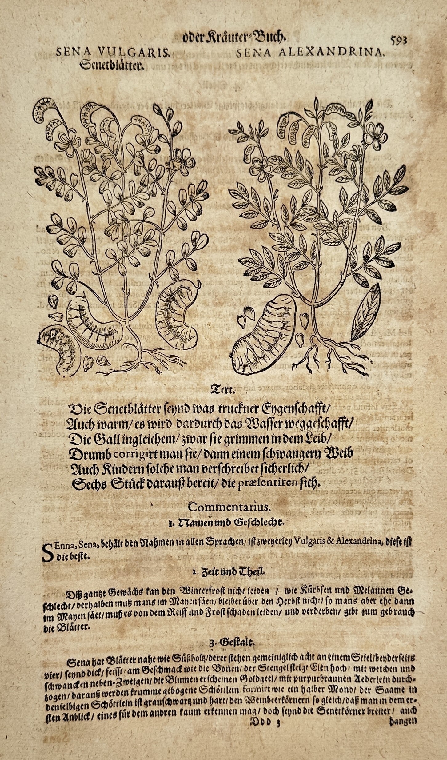 Pietro Andrea Mattioli (1501–1577) – Senna Vulgaris and Senna Alexandrina – Woodcut (1 of 2)