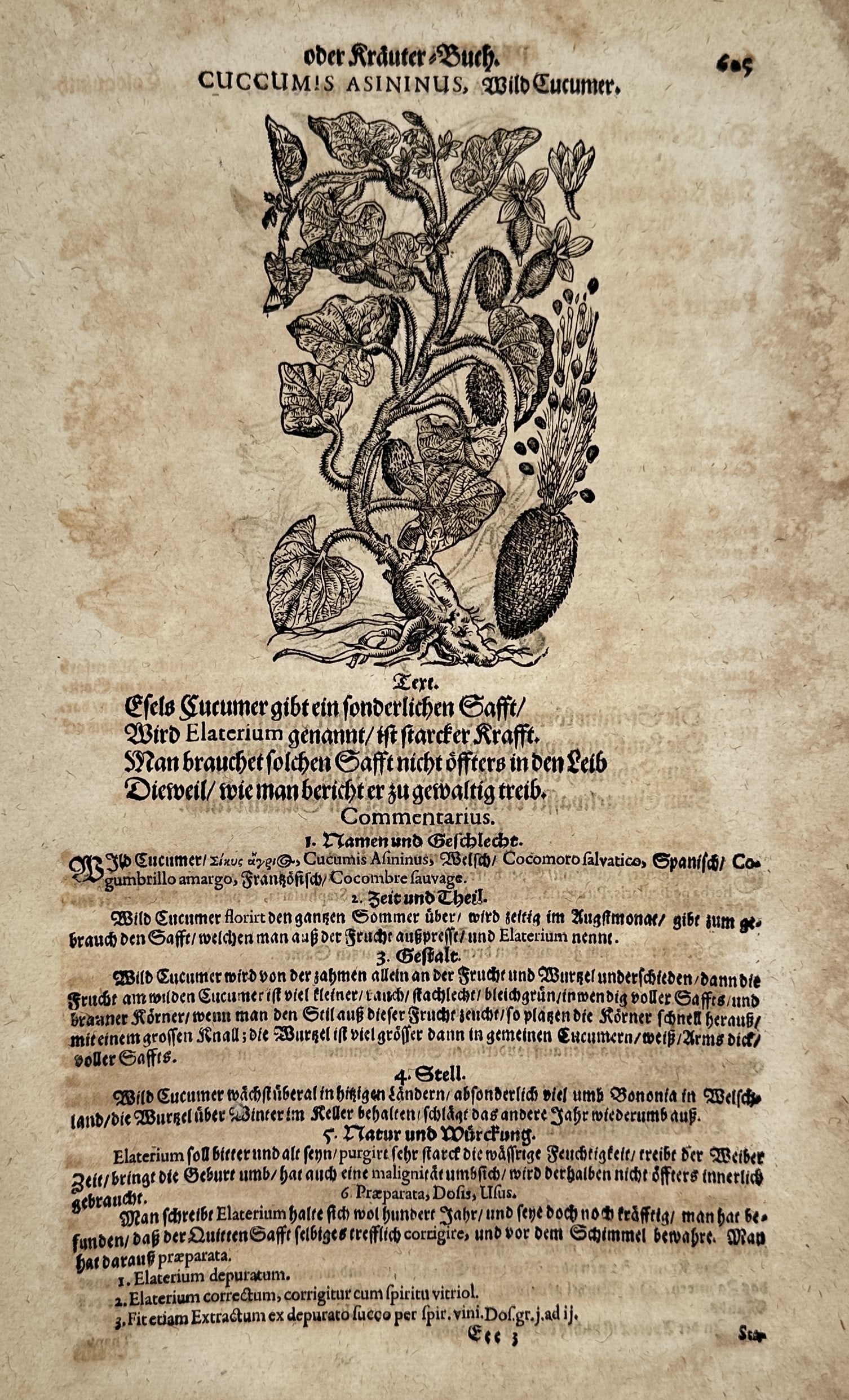 Pietro Andrea Mattioli (1501–1577) – Squirting Cucumber Study – Woodcut (1560–1600) (1 of 2)