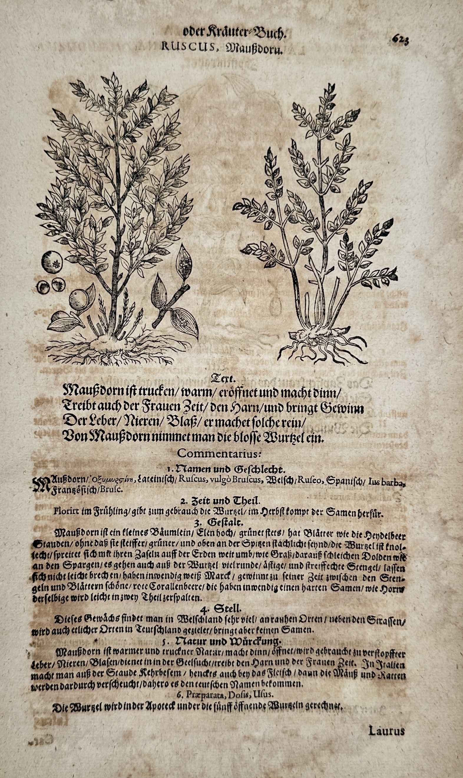 Pietro Andrea Mattioli (1501–1577) – Butcher's Broom Study – Woodcut (1560–1600): "Ruscus, Maußdorn." illustrates the botanical form of Butcher's broom, showing its stiff stems with leaf-like phylloclades, small berries, and thick rhizome. This woodcut was published in a German ed