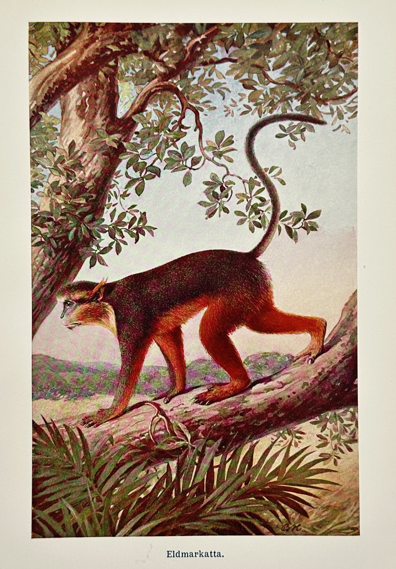 Alfred Brehm (1829–1884) – Patas Monkey in a Tropical Landscape – Lithograph (1883–1890) (1 of 2)