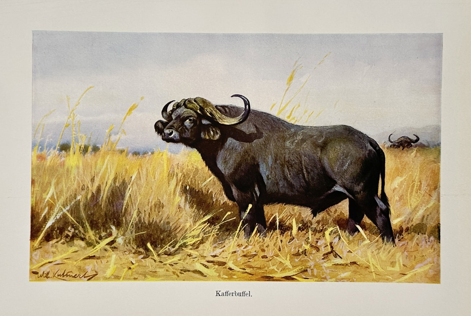 Wilhelm Kuhnert (1865–1926) – African Buffalo in the Savannah – Lithograph (1890–1910) (1 of 2)