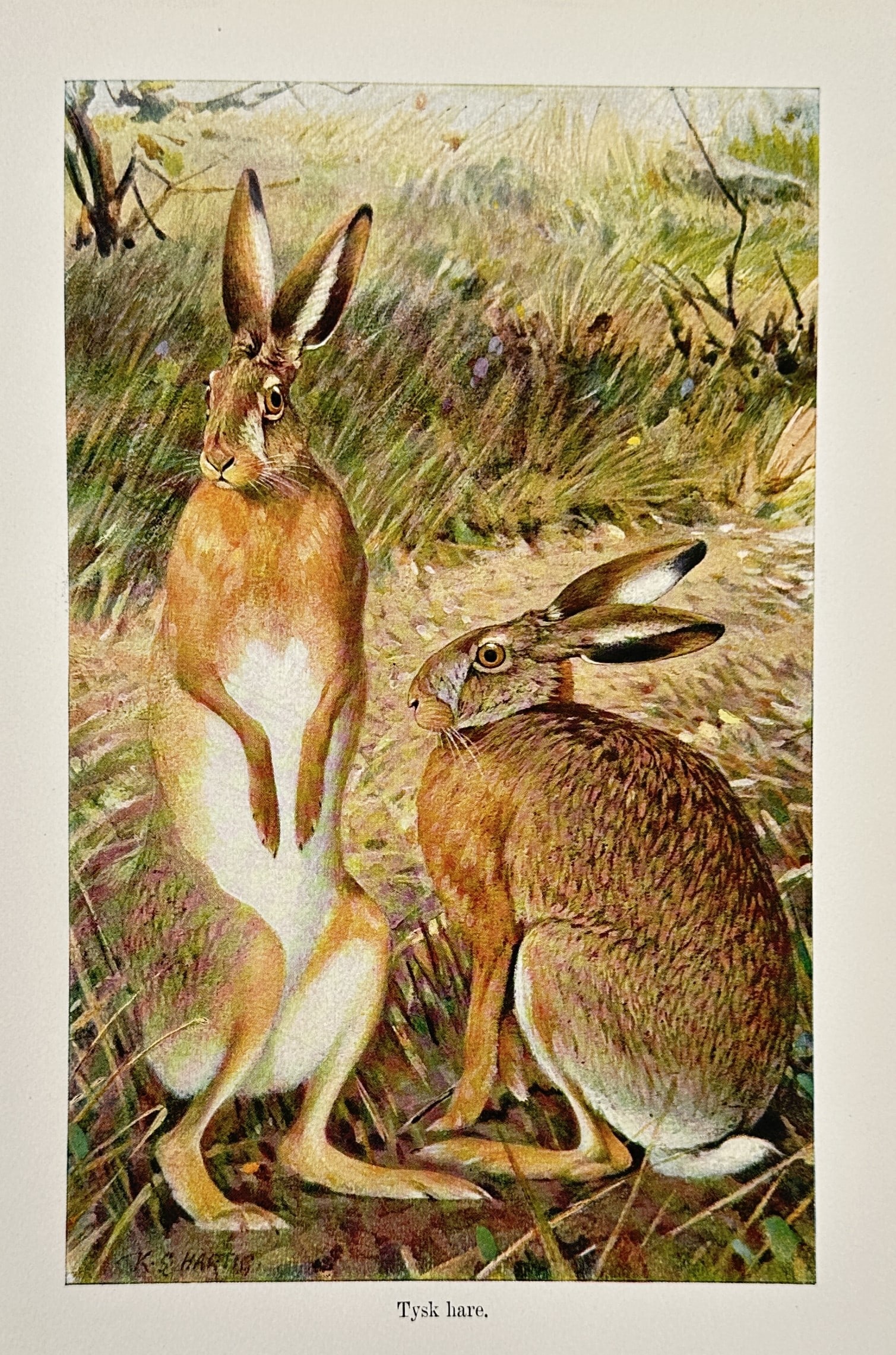 Karl Ludwig Hartig (1878–1948) – European Hares in a Field – Lithograph (1900–1920) (1 of 2)