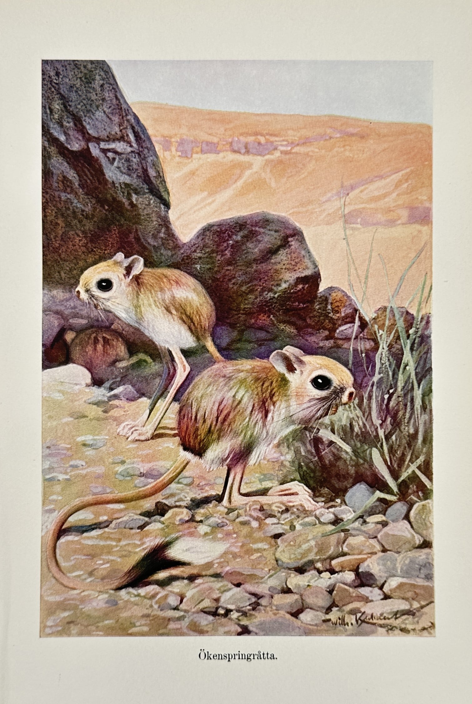 Wilhelm Kuhnert (1865–1926) – Jerboas in an Arid Landscape – Lithograph (1890–1910): "Ökenspringråtta." illustrates two jerboas navigating a rocky, desert terrain, highlighting their disproportionately long hind legs and tufted tails adapted for saltatorial locomotion. This lithogra