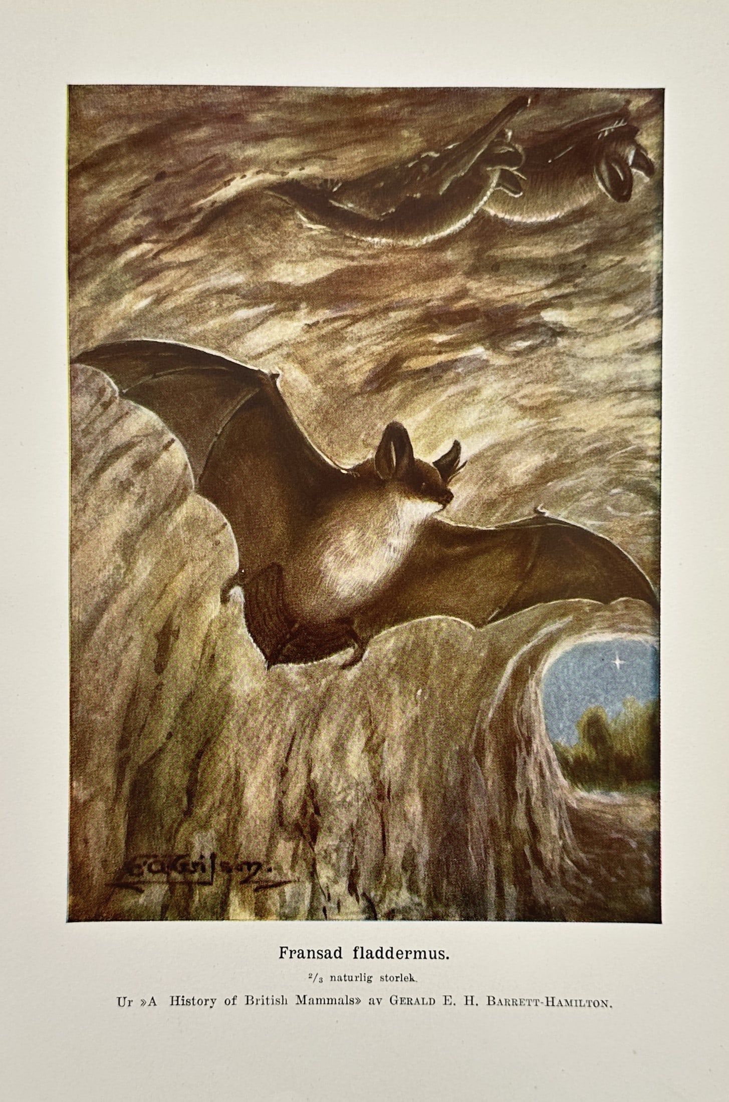 Edward Adrian Wilson (1872–1912) – Natterer's Bat in Flight – Lithograph (1910–1914) (1 of 2)