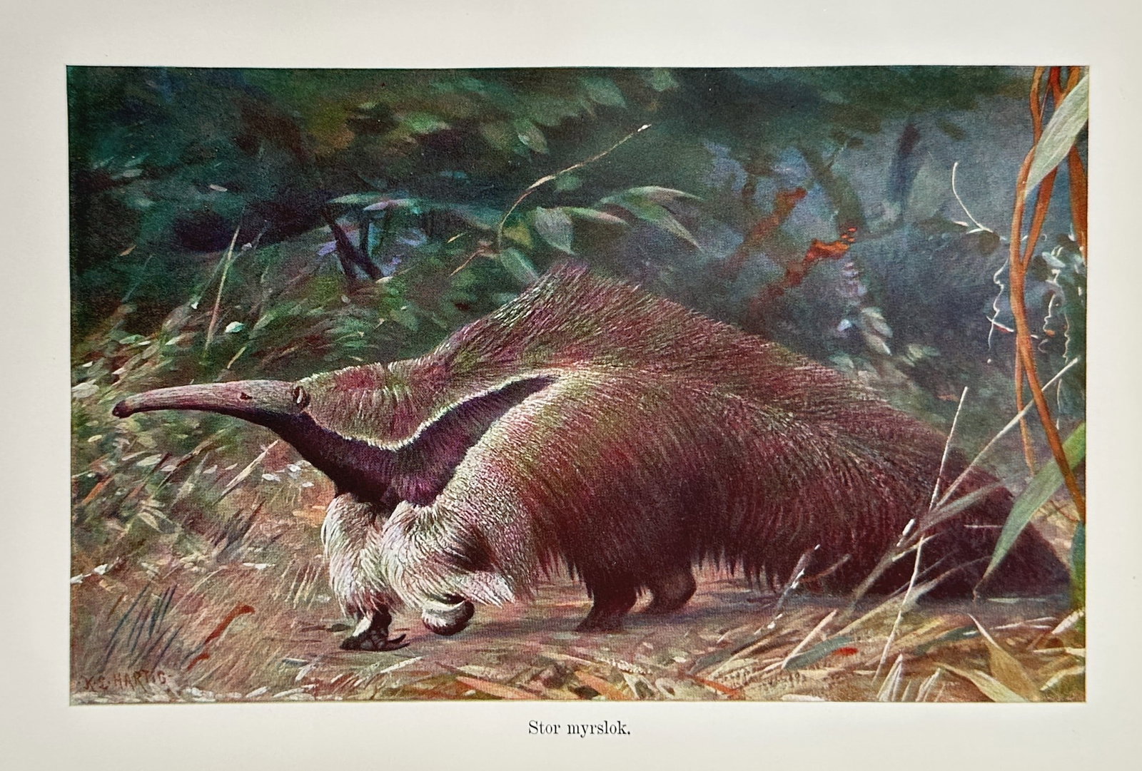 Karl Ludwig Hartig (1878–1948) – Giant Anteater in the Forest – Lithograph (1900–1920): "Stor myrslok." illustrates a giant anteater moving through a dense, shadowy tropical forest, highlighting its distinctive elongated snout, bushy tail, and bold black-and-white shoulder stripe. This l