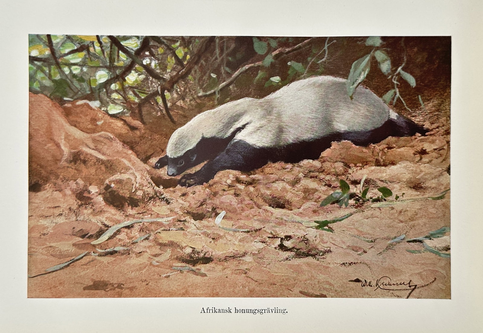 Wilhelm Kuhnert (1865–1926) – Honey Badger in an African Landscape – Lithograph (1890–1910) (1 of 2)