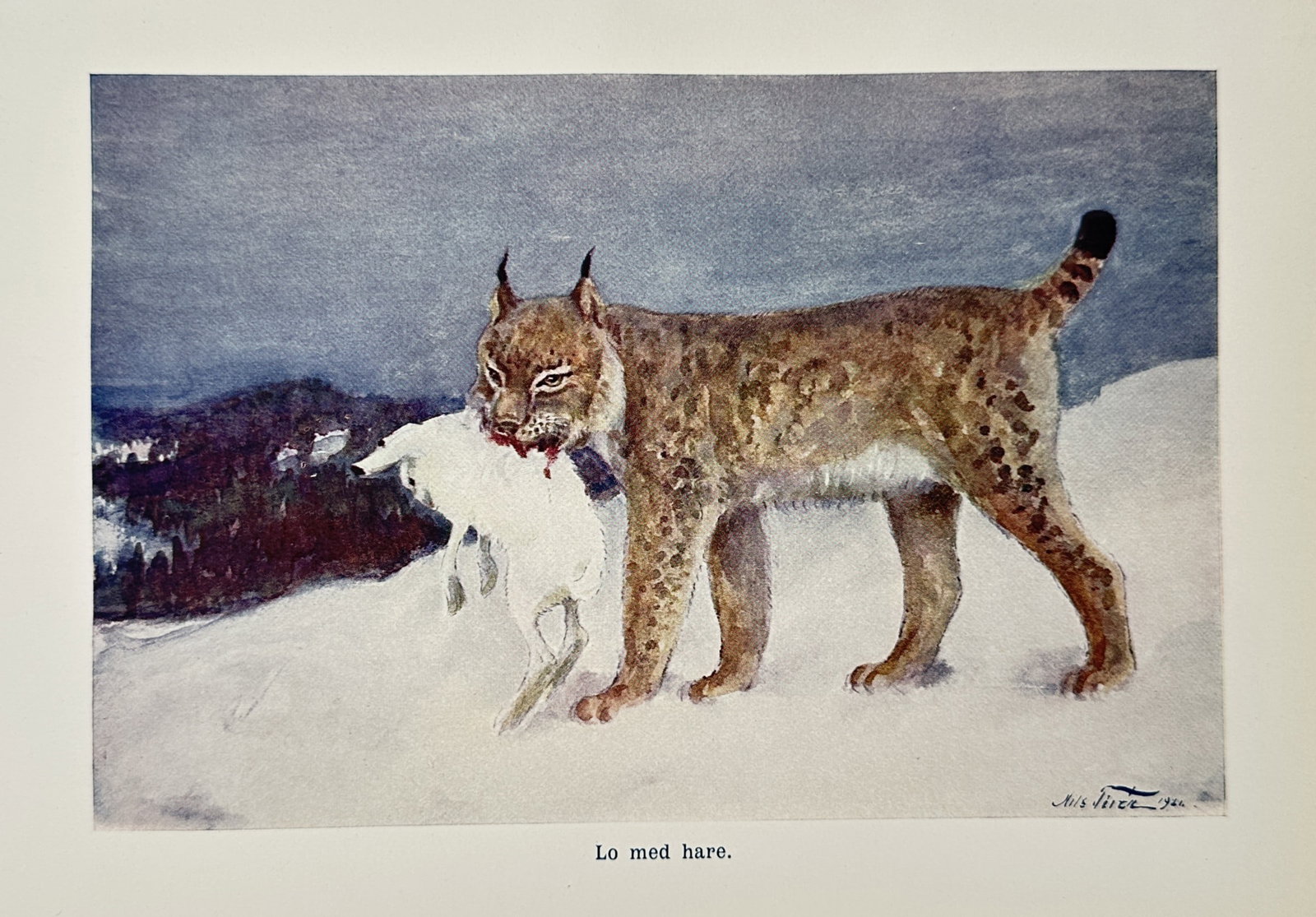 Nils Tirén (1885–1935) – Lynx with Mountain Hare – Lithograph (1910–1925): "Lo med hare." depicts a Eurasian lynx standing in a snowy landscape with a white mountain hare in its mouth, illustrating the predator-prey relationship within a winter forest environment. This litho