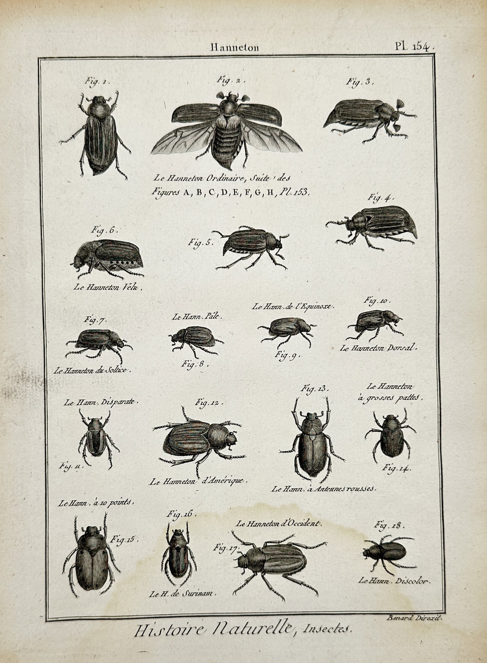 Robert Benard (1734–1777) – Study of Cockchafers and Beetles – Engraving (1762–1772): "Hanneton" and "Histoire Naturelle, Insectes." illustrates eighteen distinct species and anatomical views of beetles, including the common cockchafer in various states of flight and rest, alongside sp