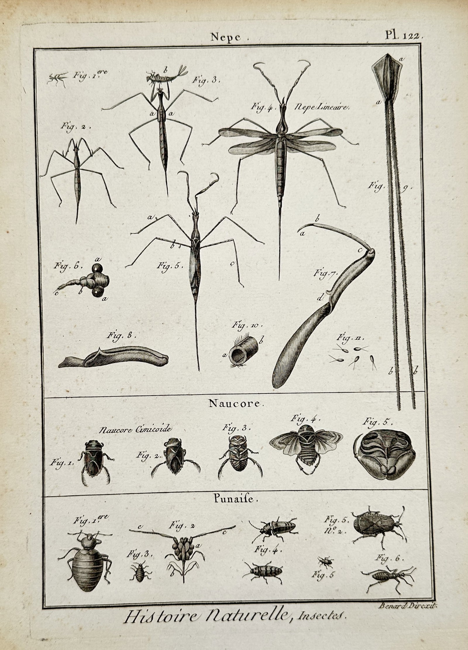 Robert Benard (1734–1777) – Study of Water Scorpions, Backswimmers, and Bedbugs – Engraving: "Nepe. Naucore. Punaise." and "Histoire Naturelle, Insectes." illustrates a comparative entomological study of various hemipteran insects, including the water scorpion, the saucer bug, and the common 